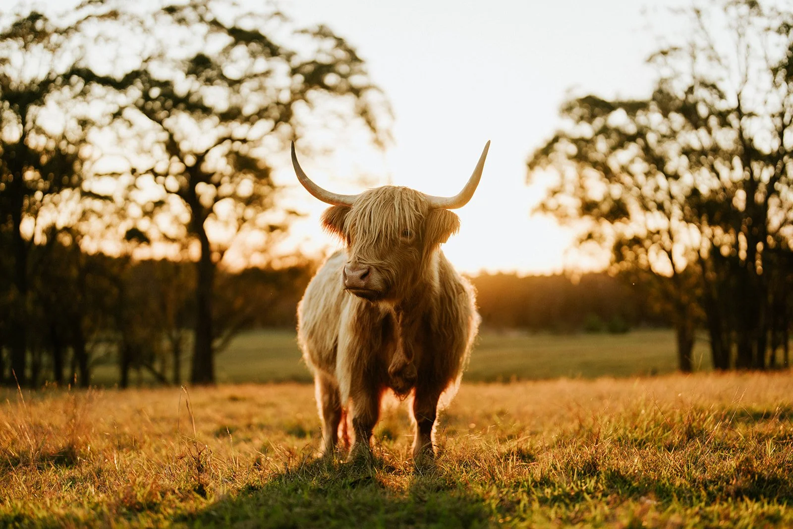 Highland Cow VI
