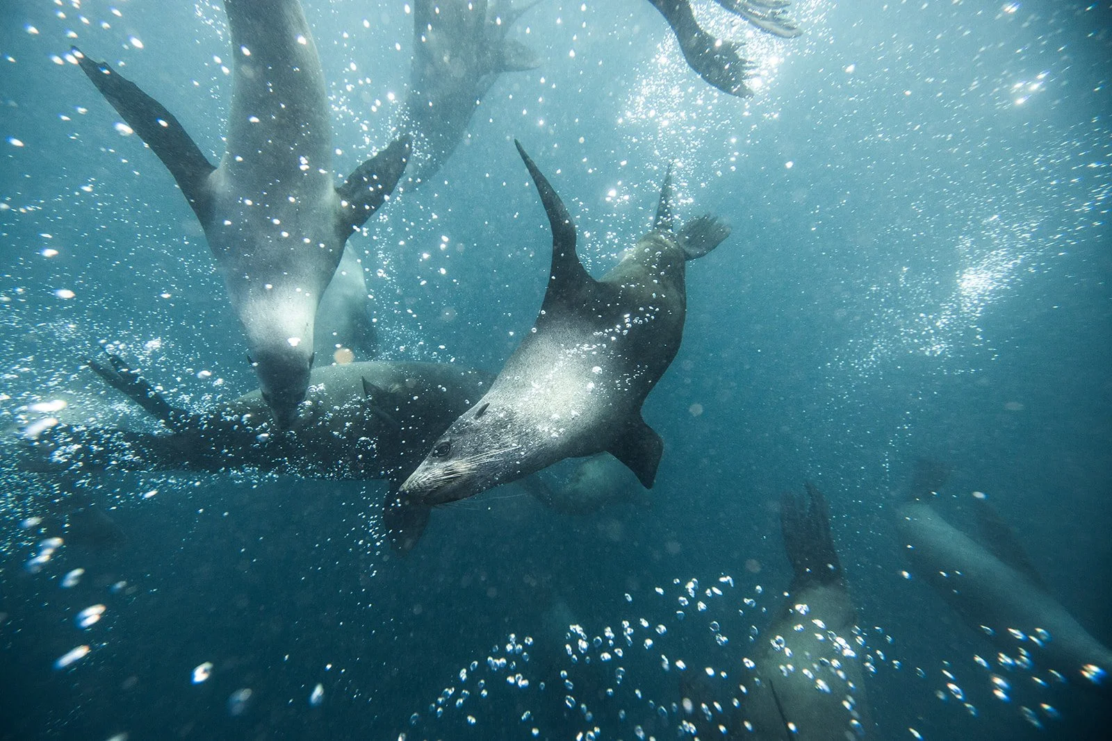 Seals in Ocean