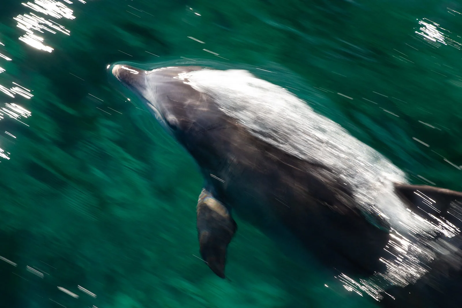 Dolphin Close-Up