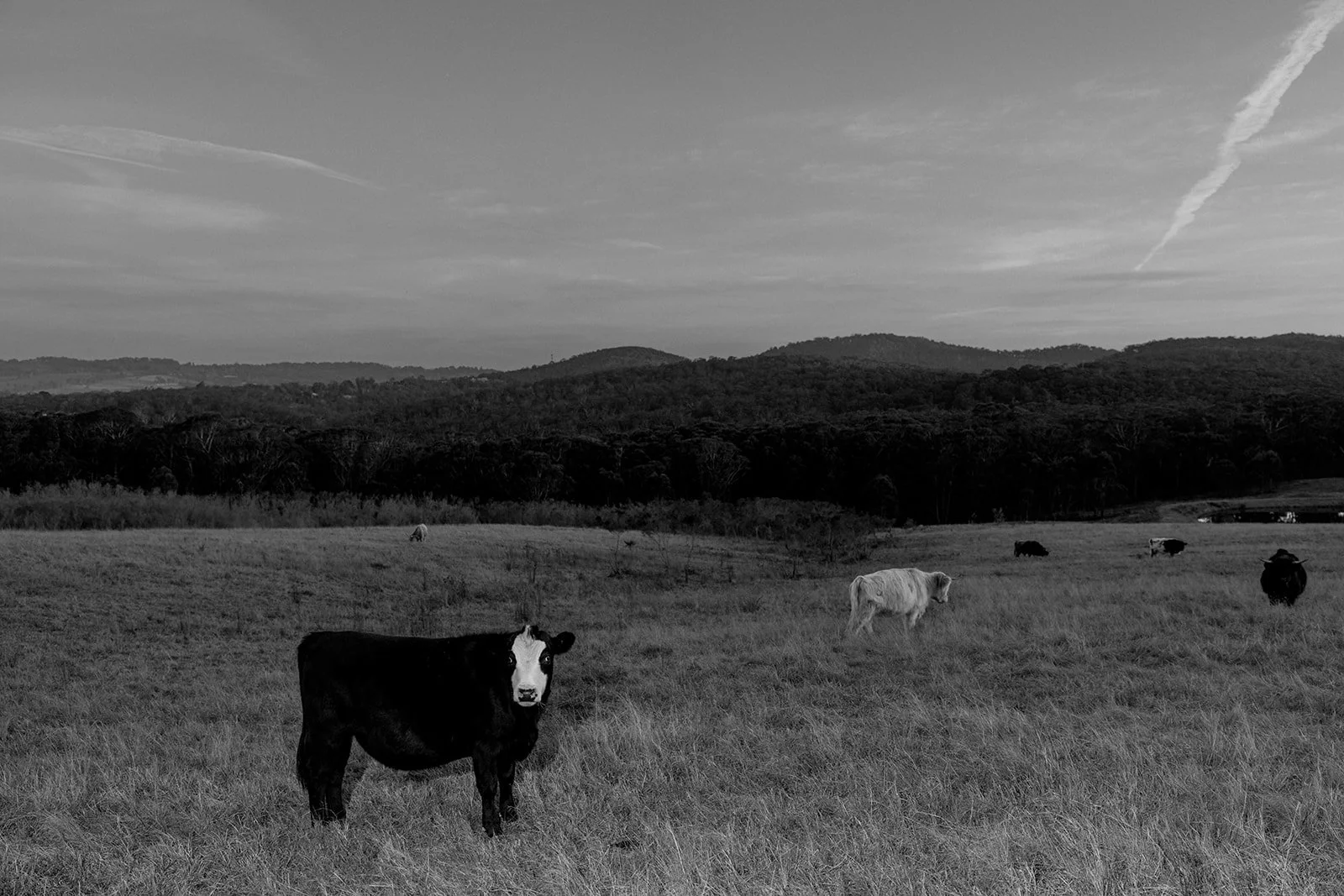 B&W Cows in Paddock