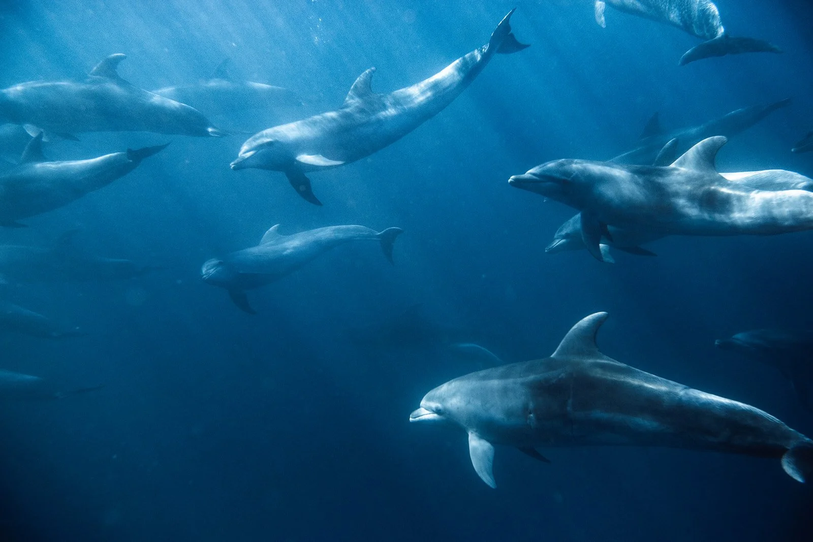 Dolphins in Ocean