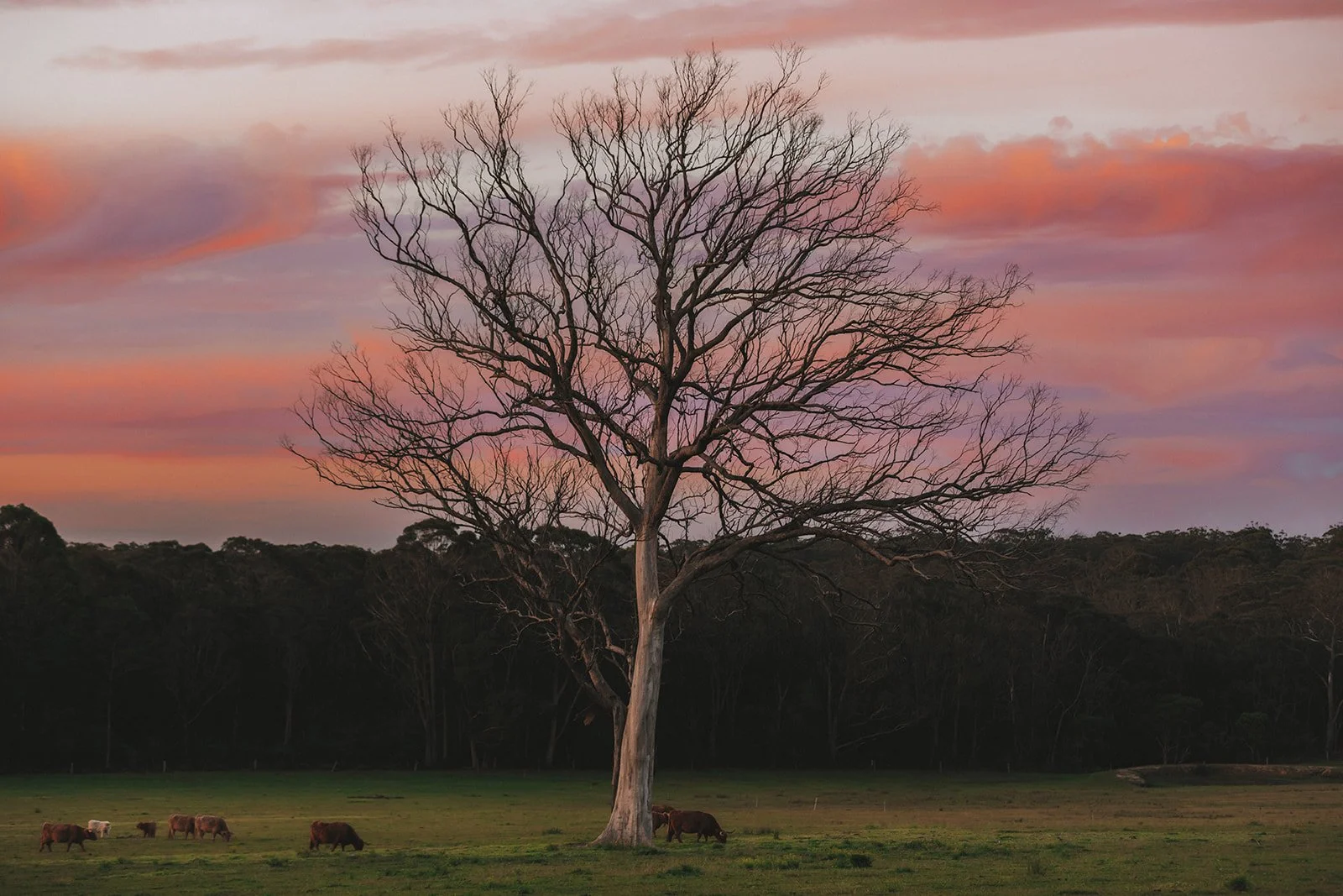 Isolated Tree in Sunset