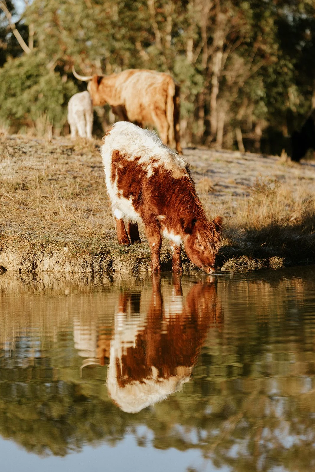 Cows in Paddock