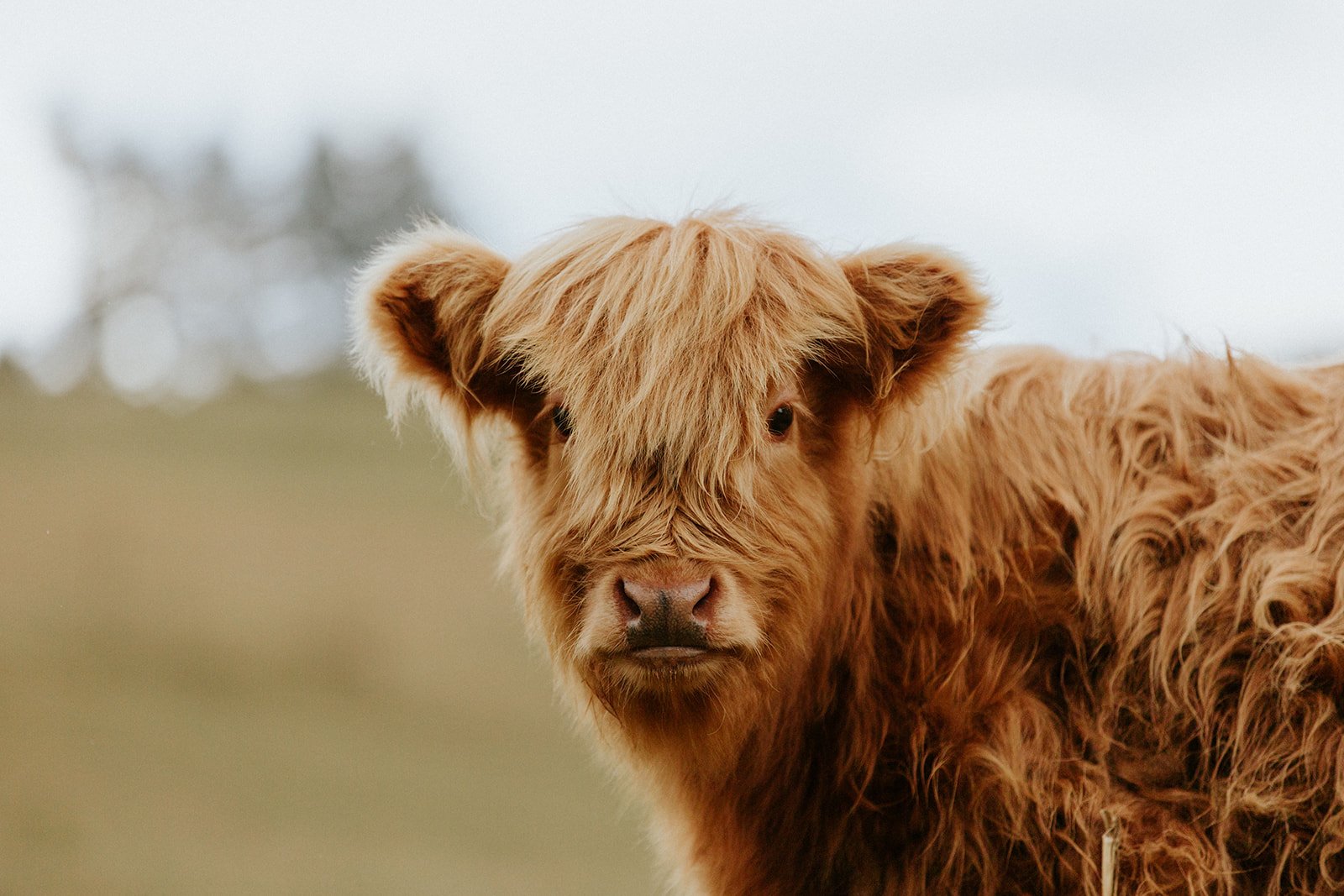 Highland Cow
