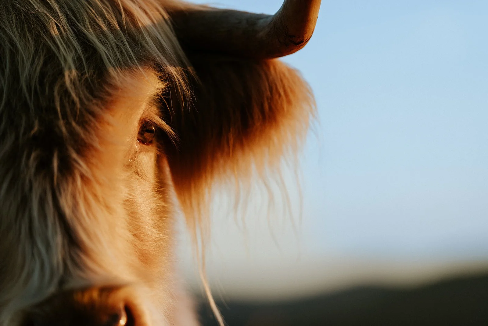 Highland Cow Close-Up