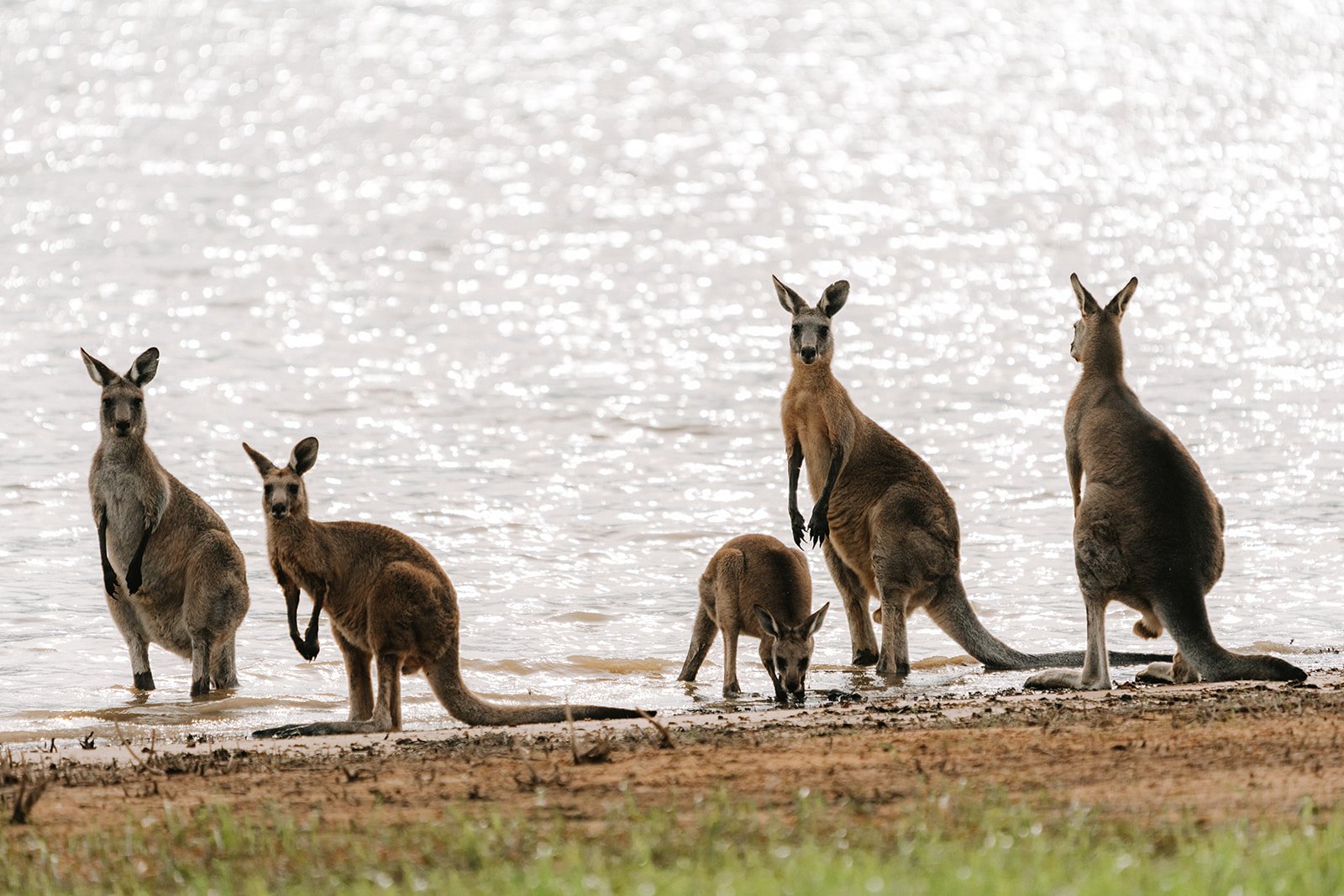 Kangaroo's