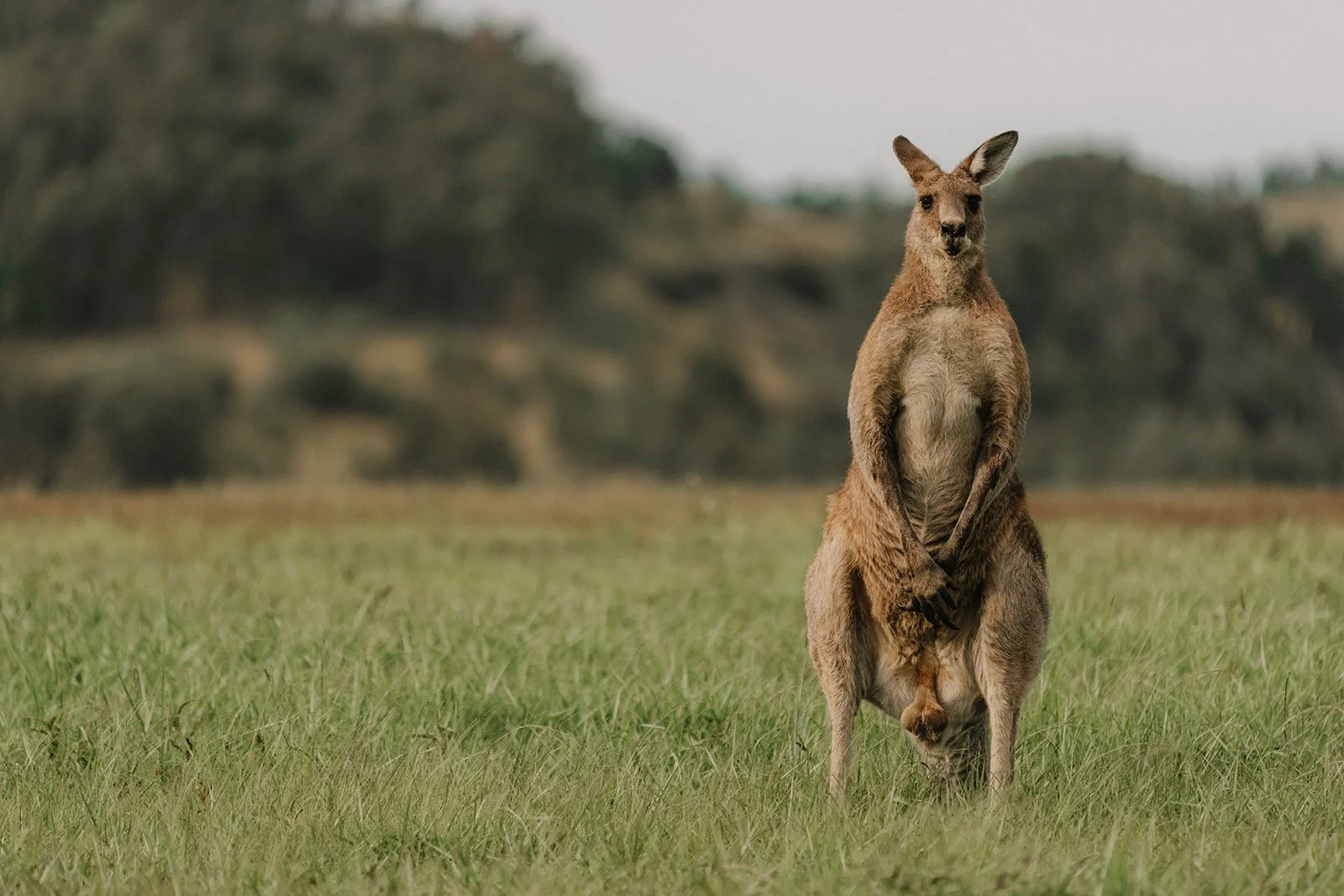 Kangaroo