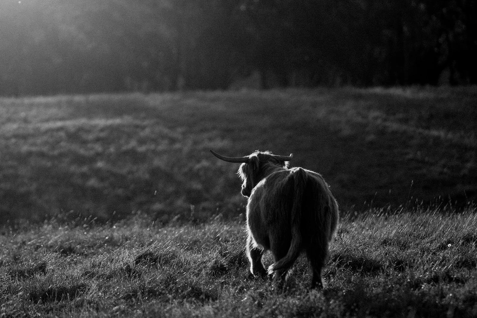 B&W Highland Cow II