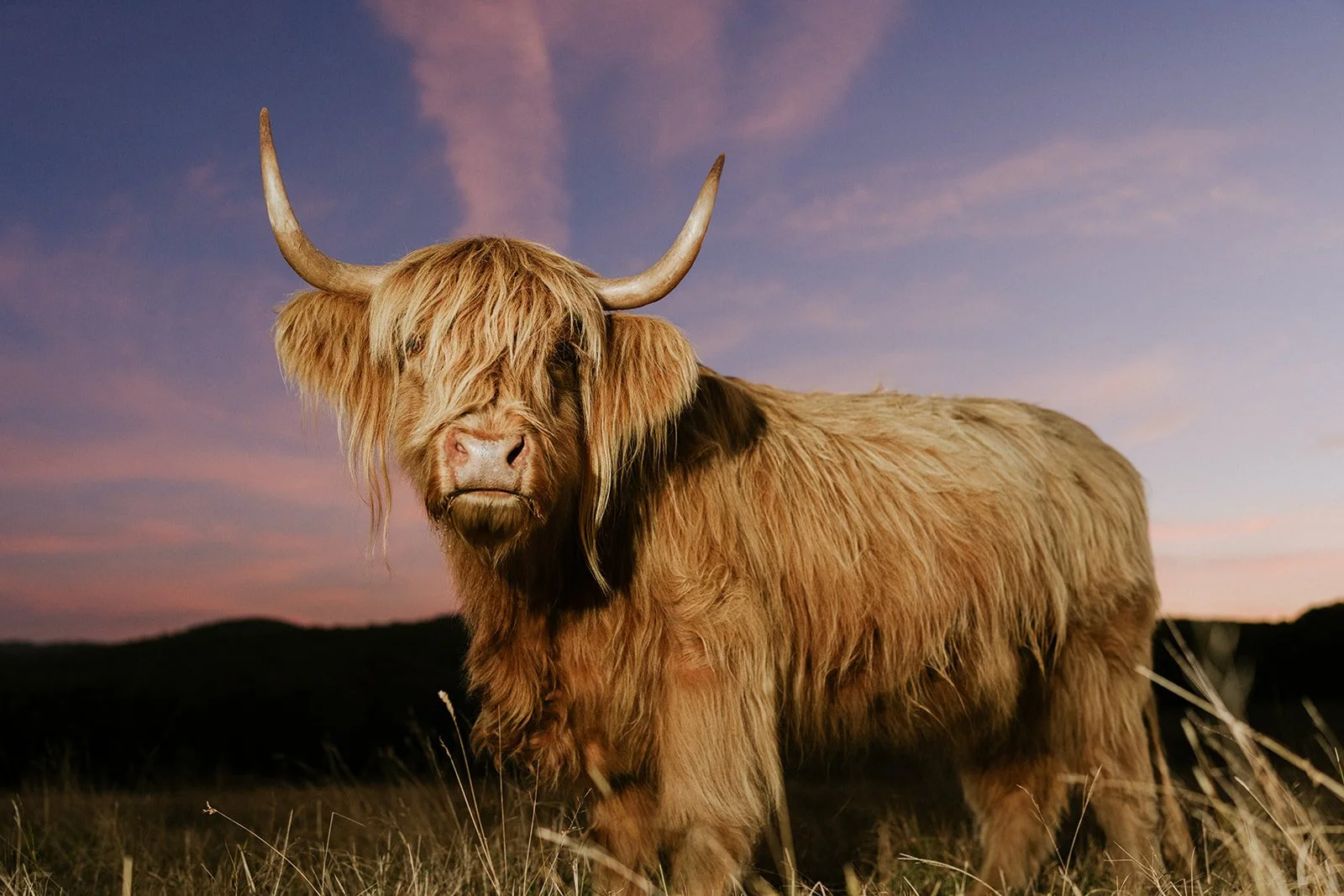 Highland Cow in Sunset