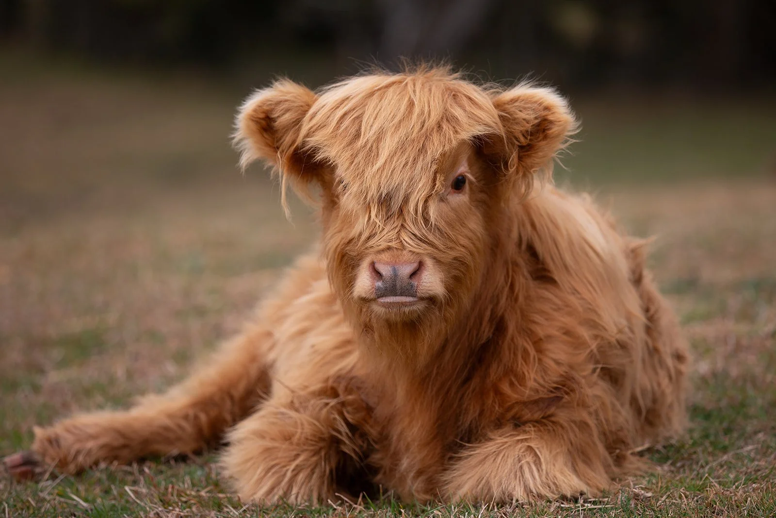 Highland Calf