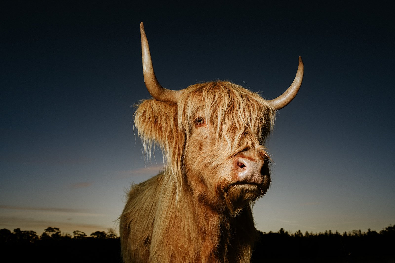 Close-Up Highland Cow