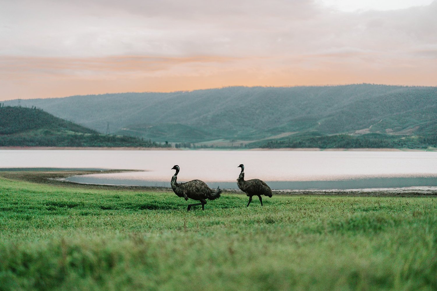 Blowering Dam Emu's