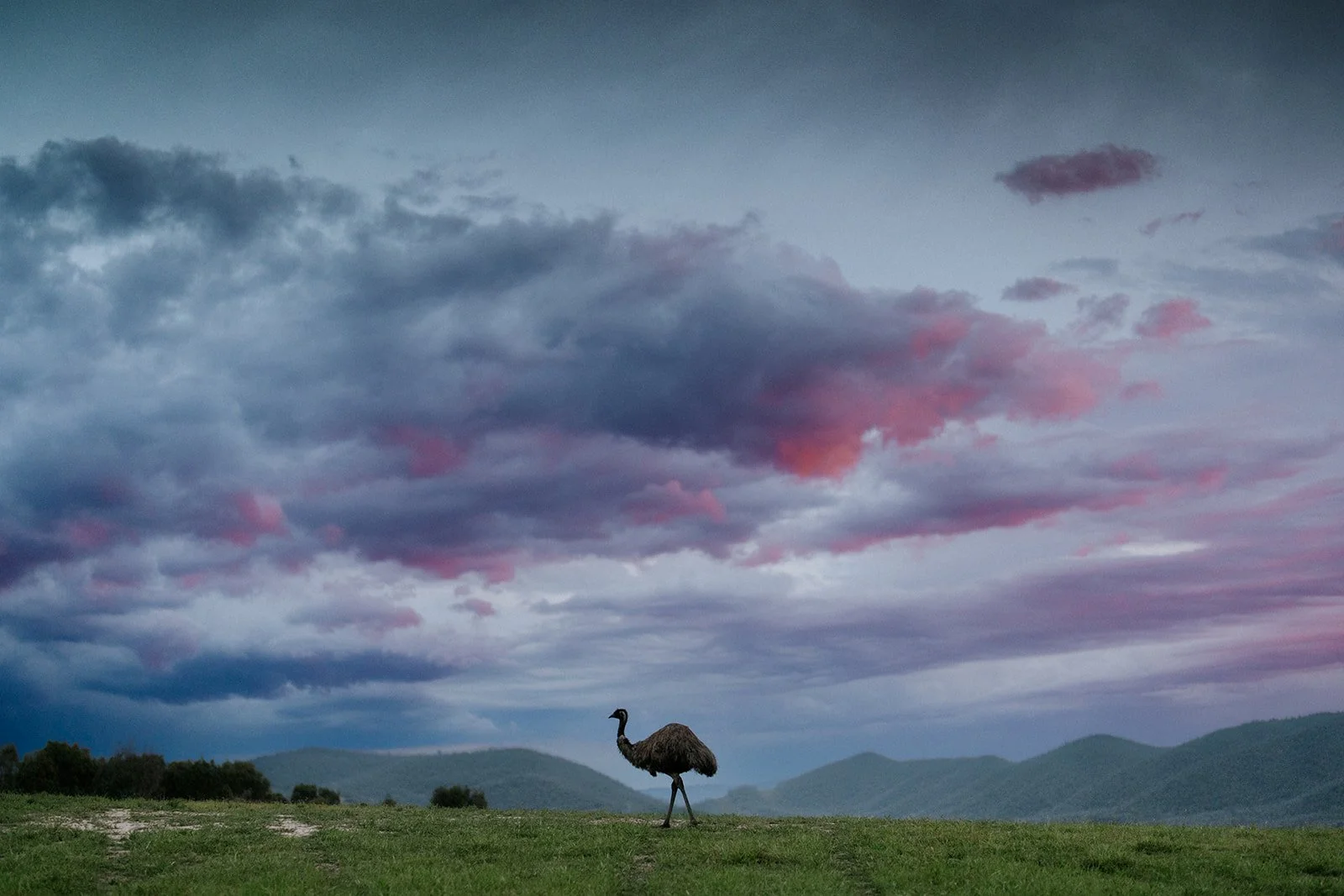 Emu's Landscape