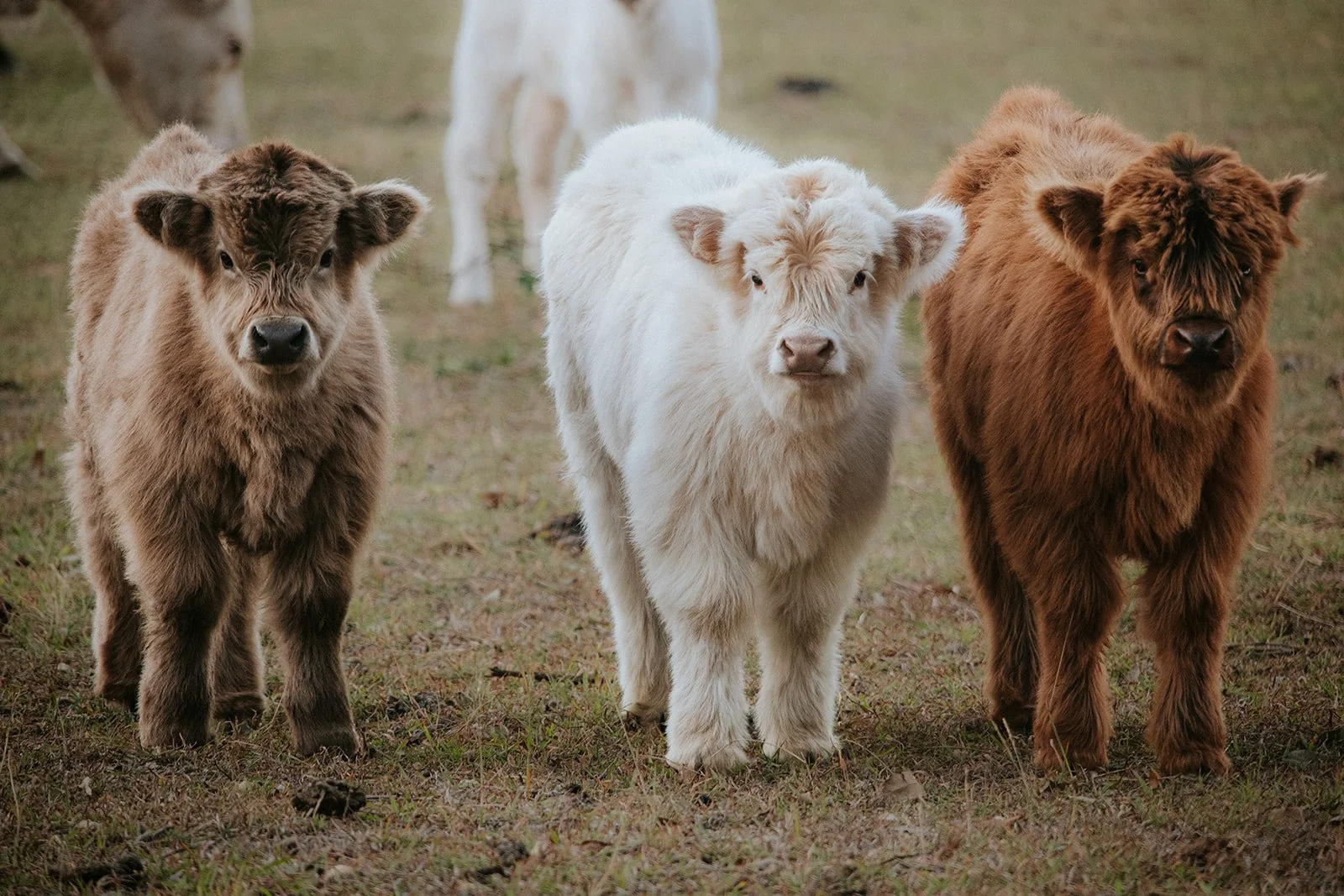 Highland Calves
