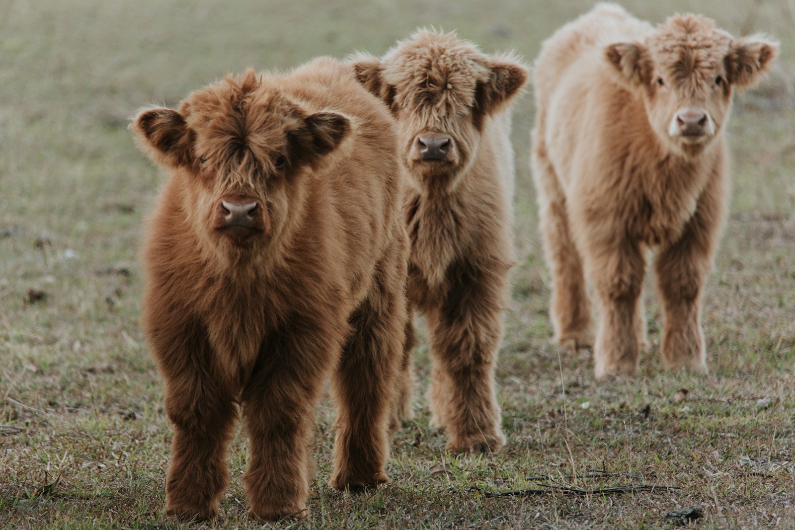 Highland Calves