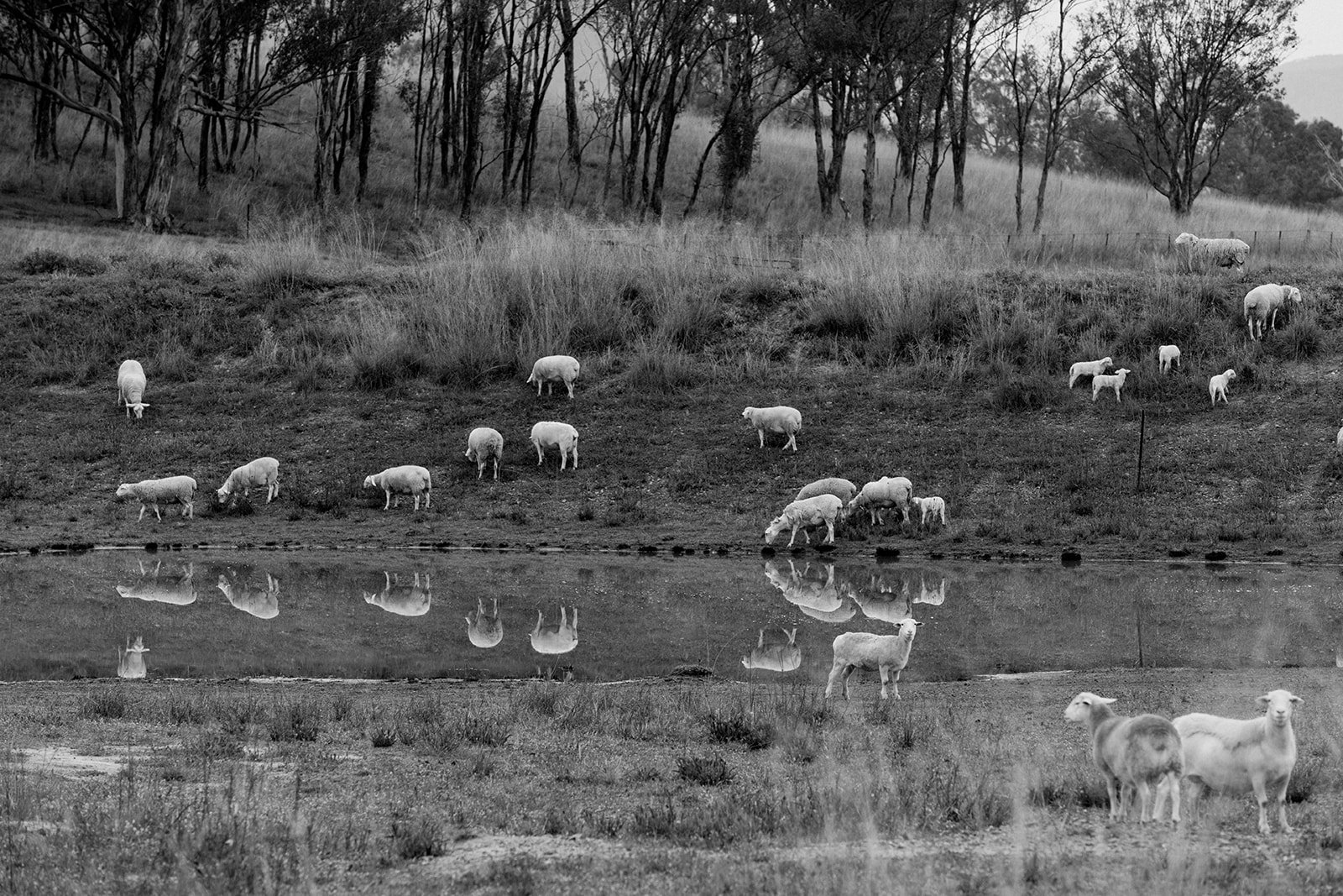 B&W Sheep near Dam