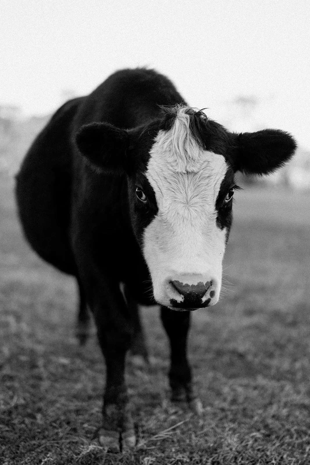 B&W Close-Up Cow in Paddock