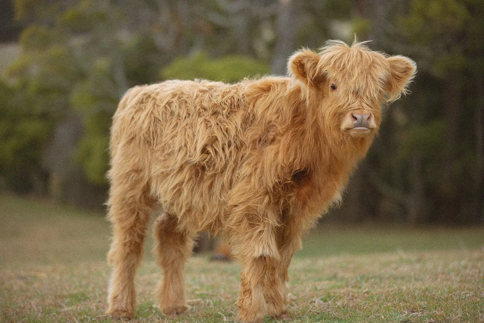 Highland Cow II
