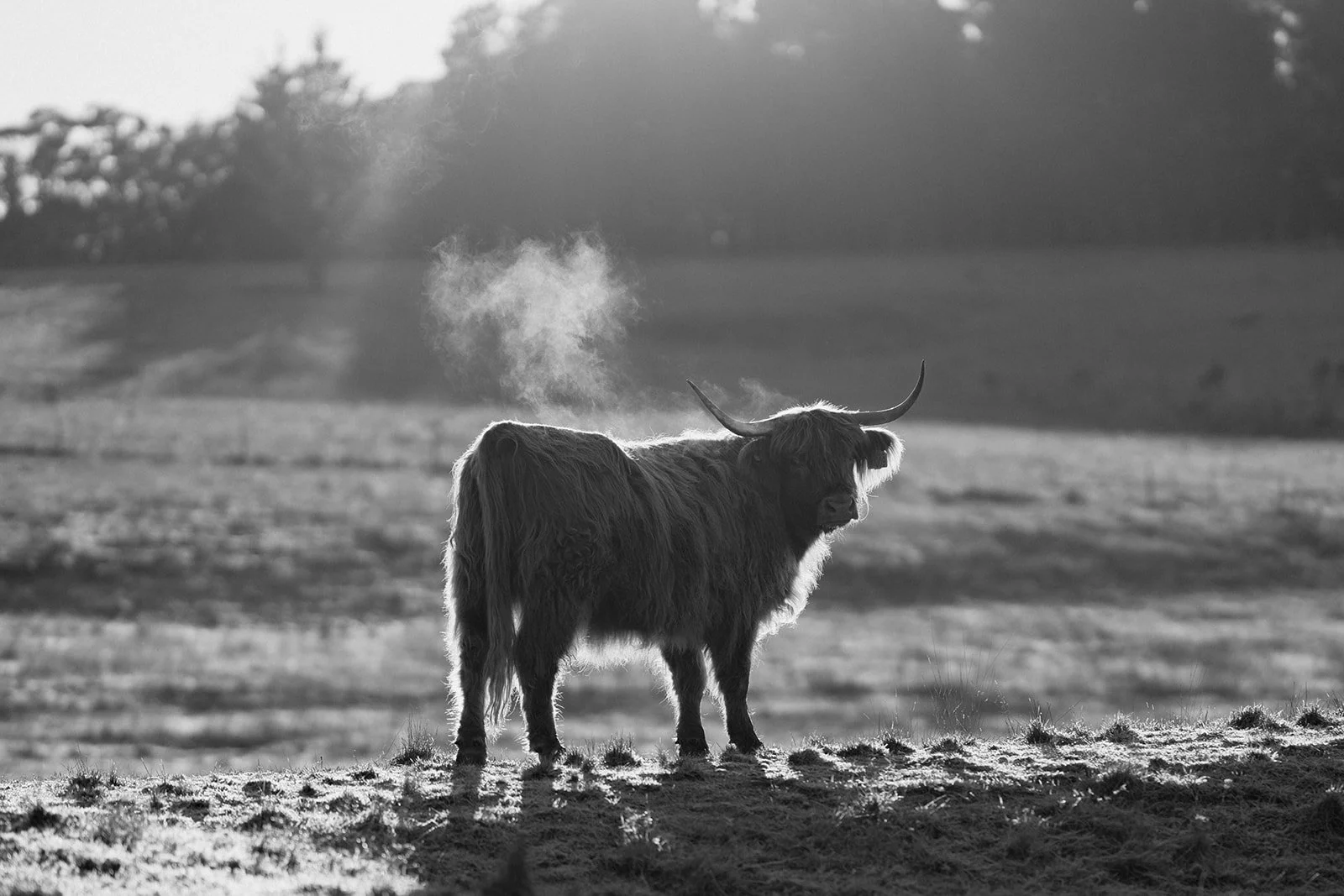 B&W Highland Cow VIII