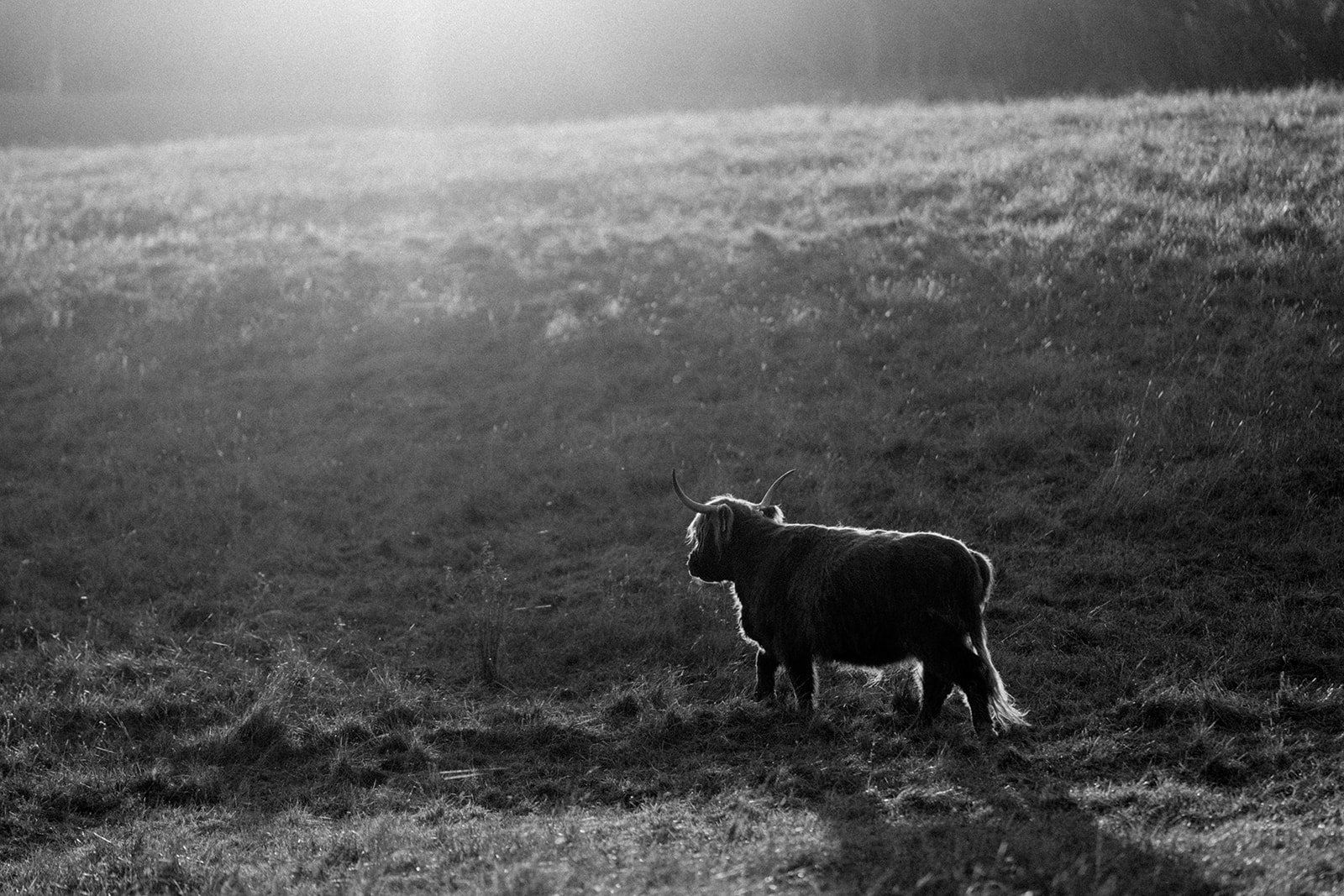 B&W Highland Cow VII