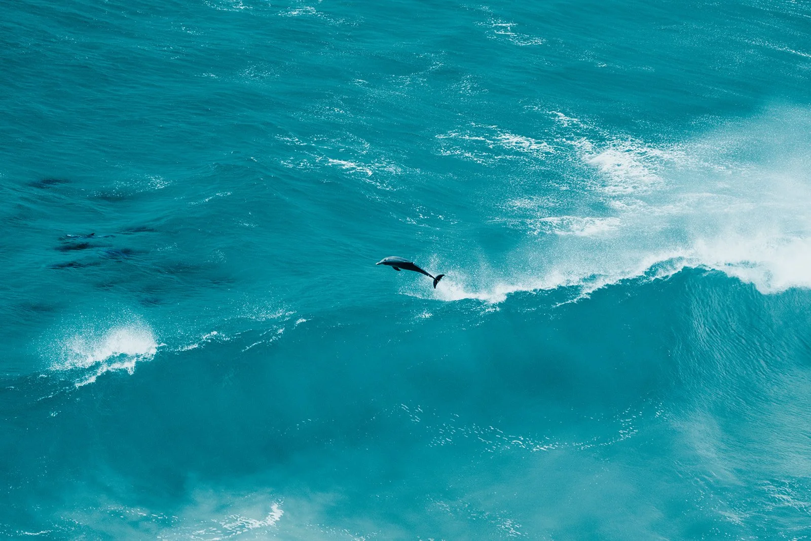 Dolphins Ocean Landscape