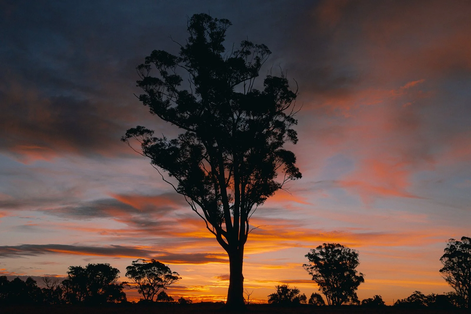 Tree in Sunset