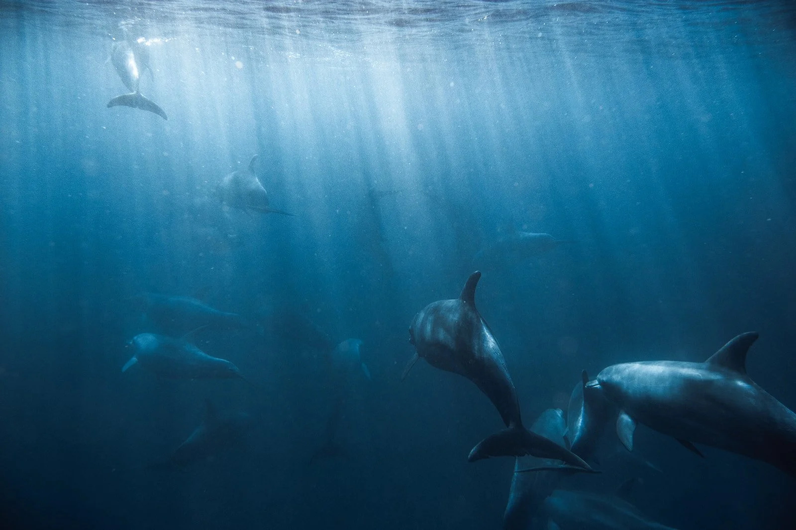 Dolphins in Ocean III