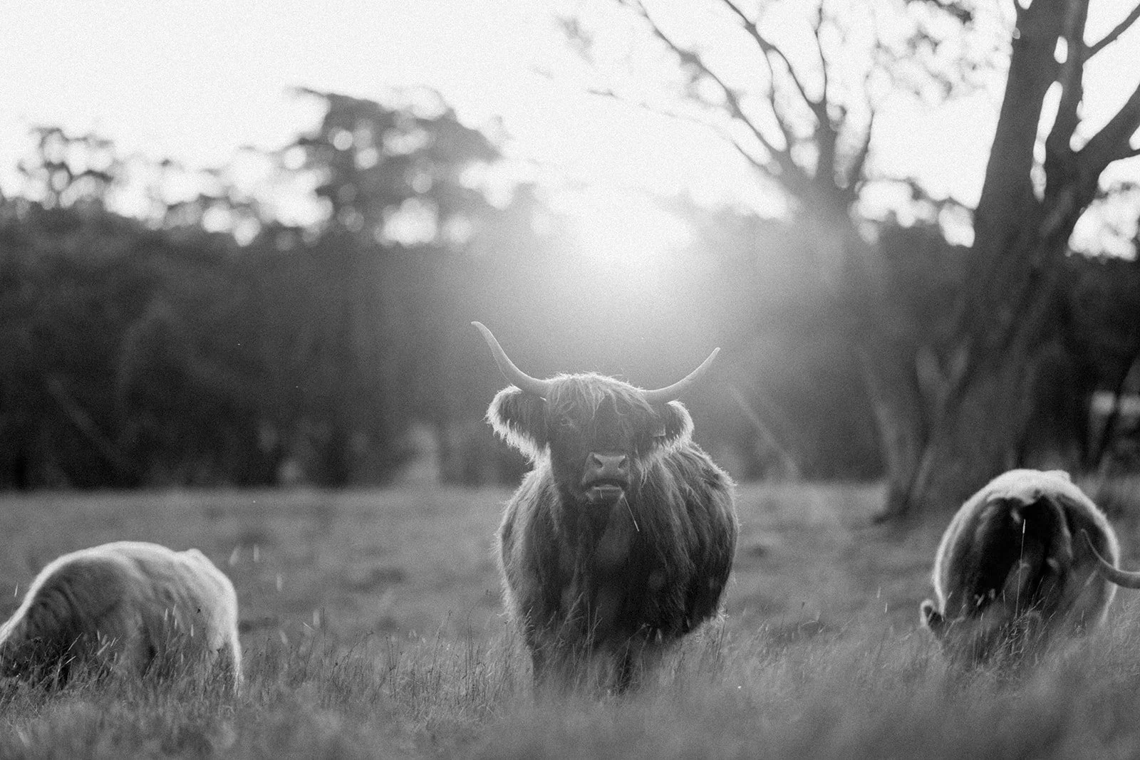 B&W Highland Cows