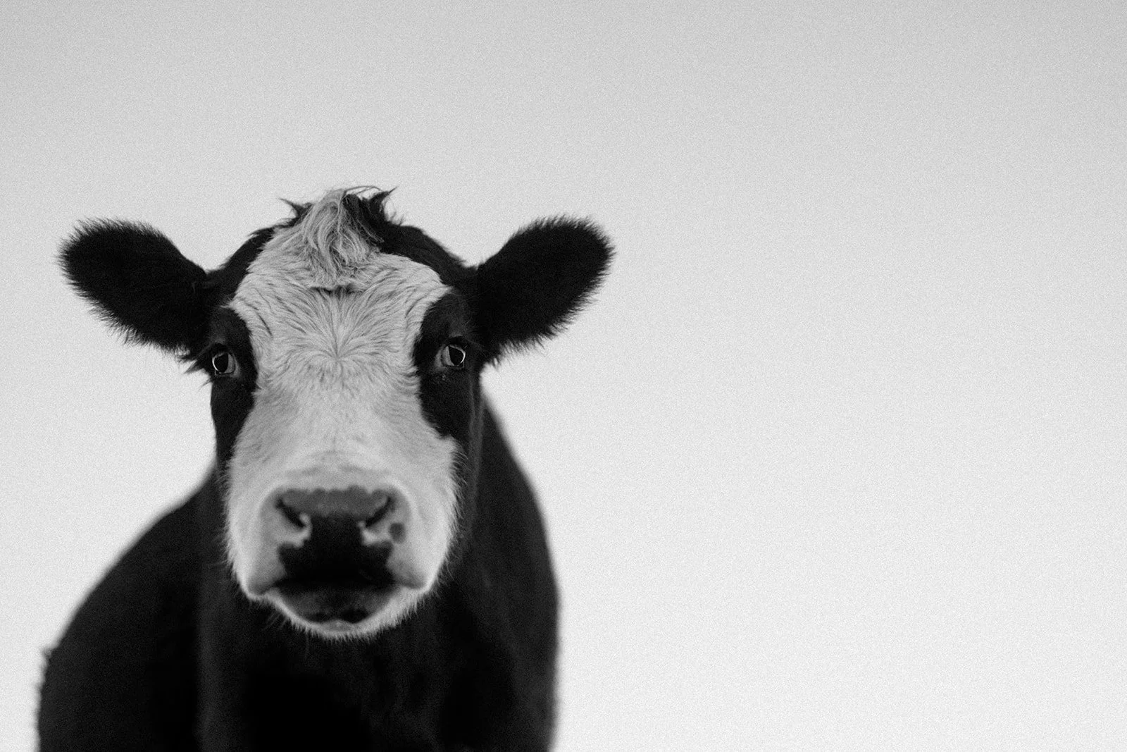 B&W Cow in Paddock Isolated