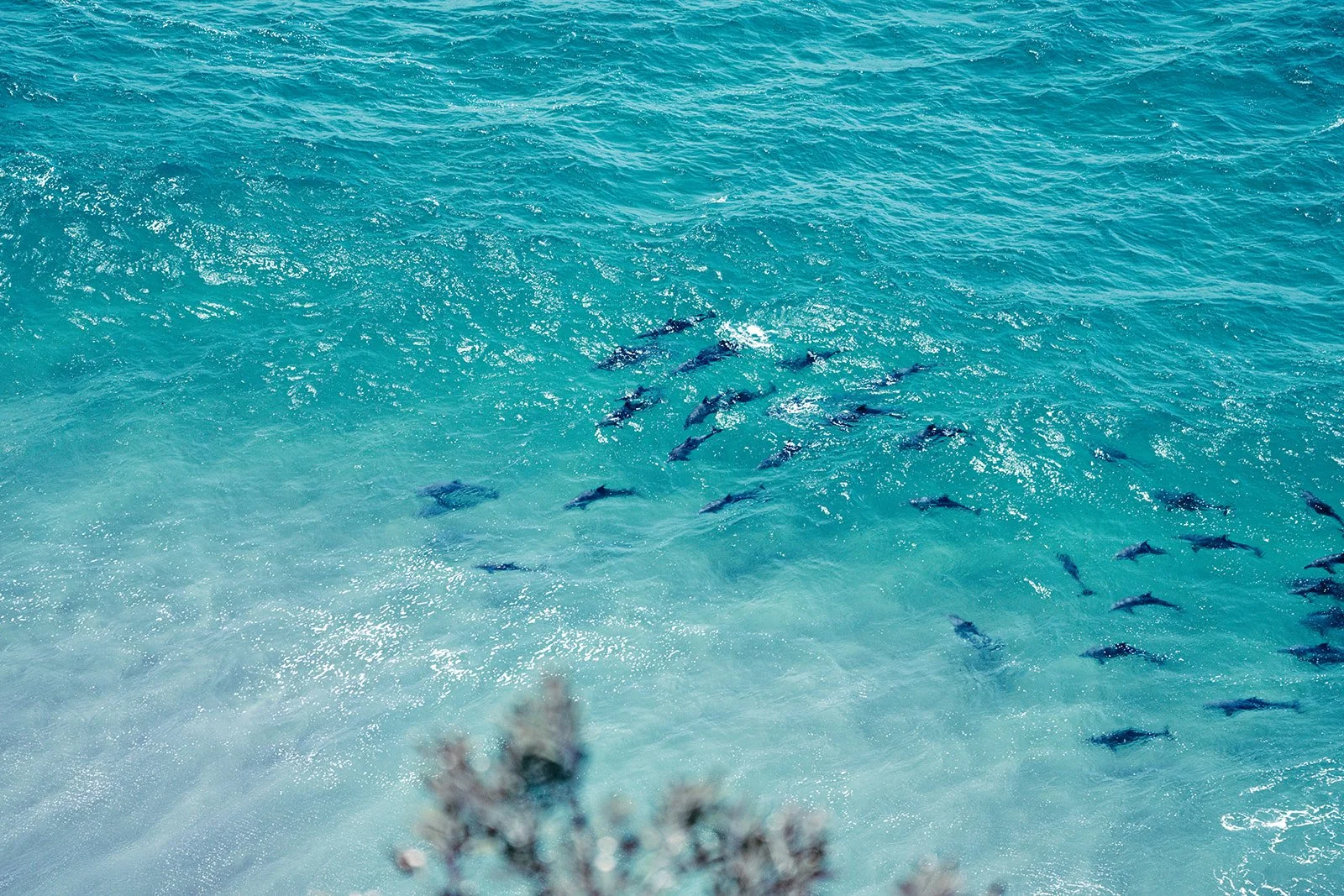 Dolphins in Ocean