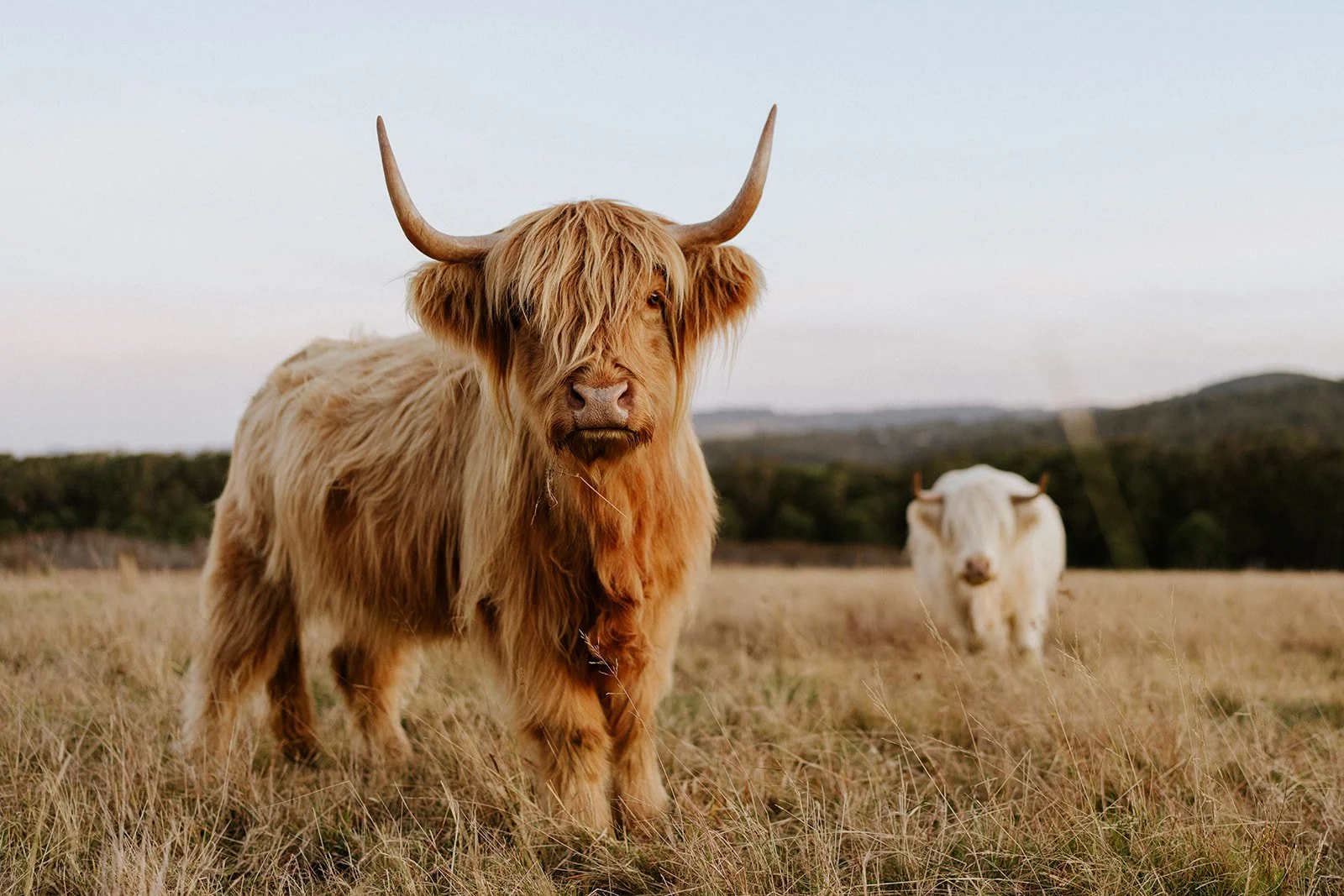 Highland Cows II