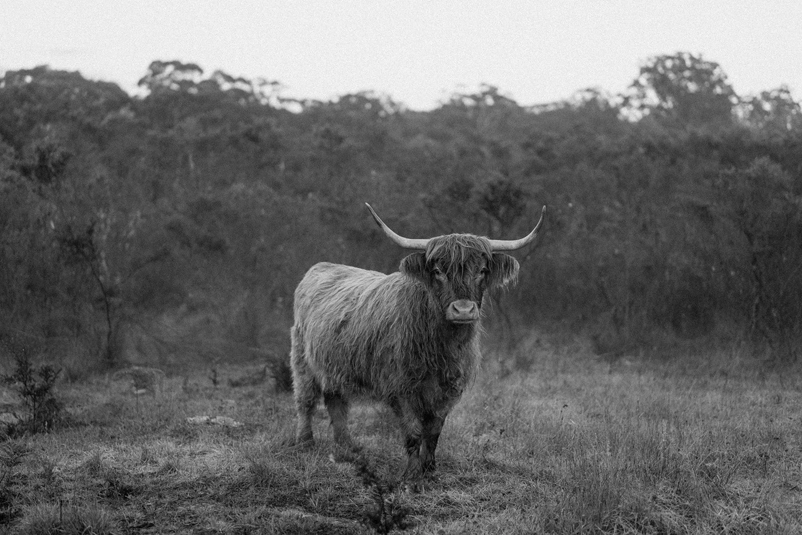 B&W Highland Cow IV