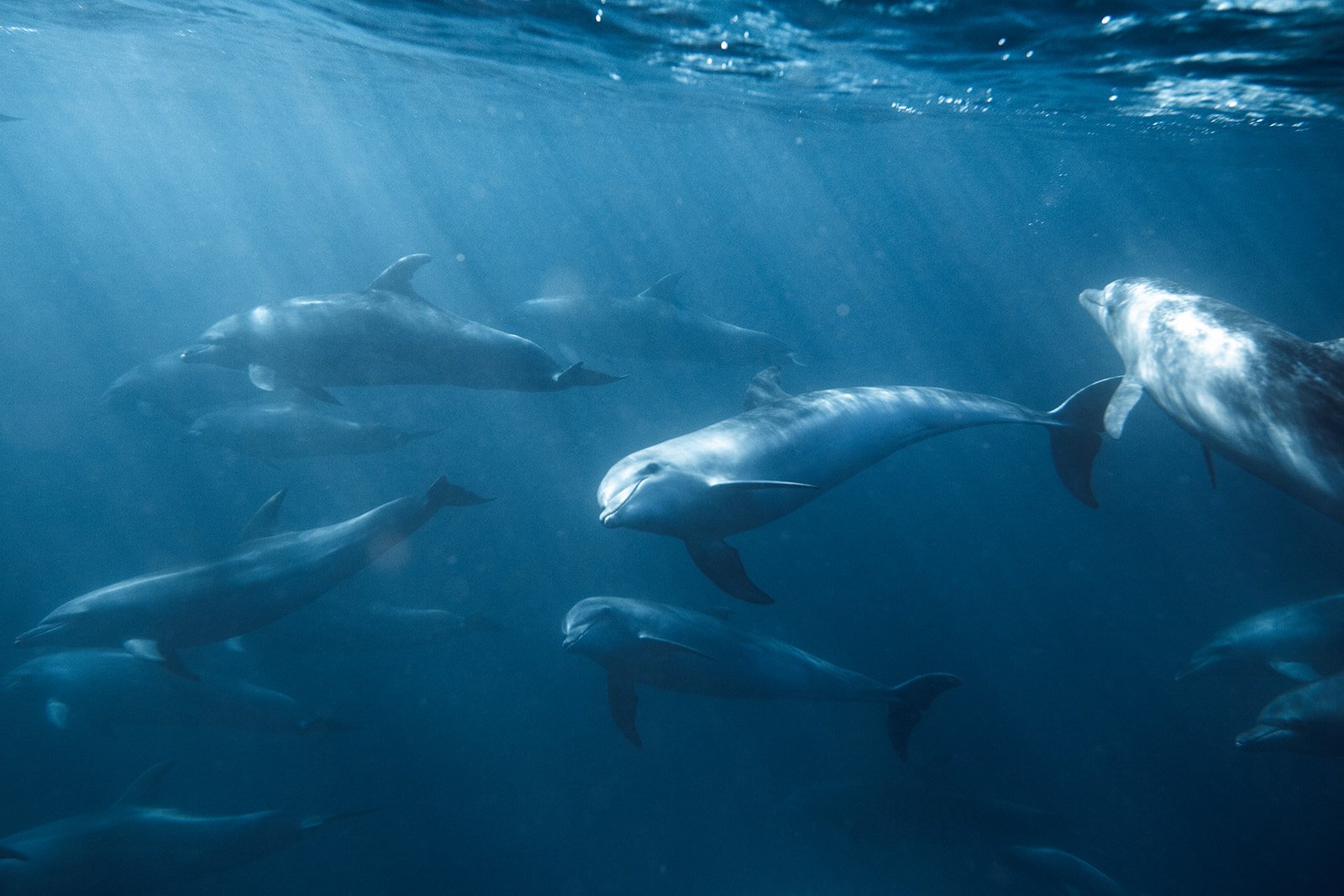 Dolphins in Ocean II