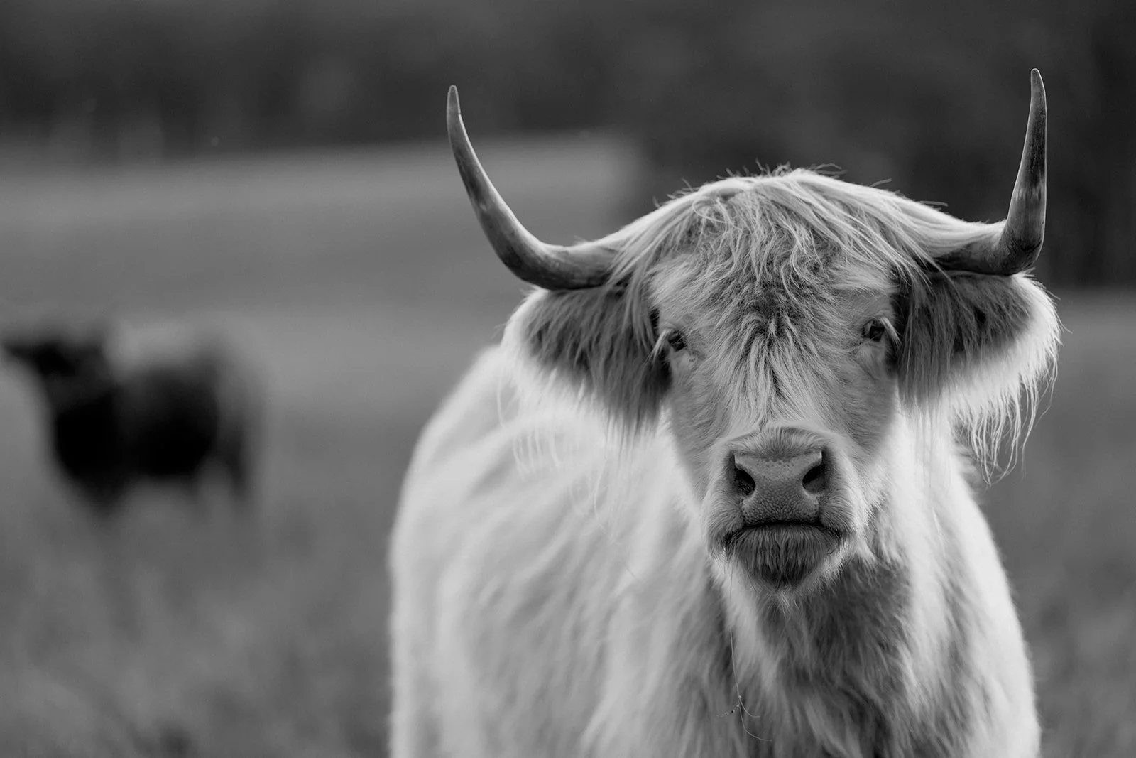 B&W Highland Cow V