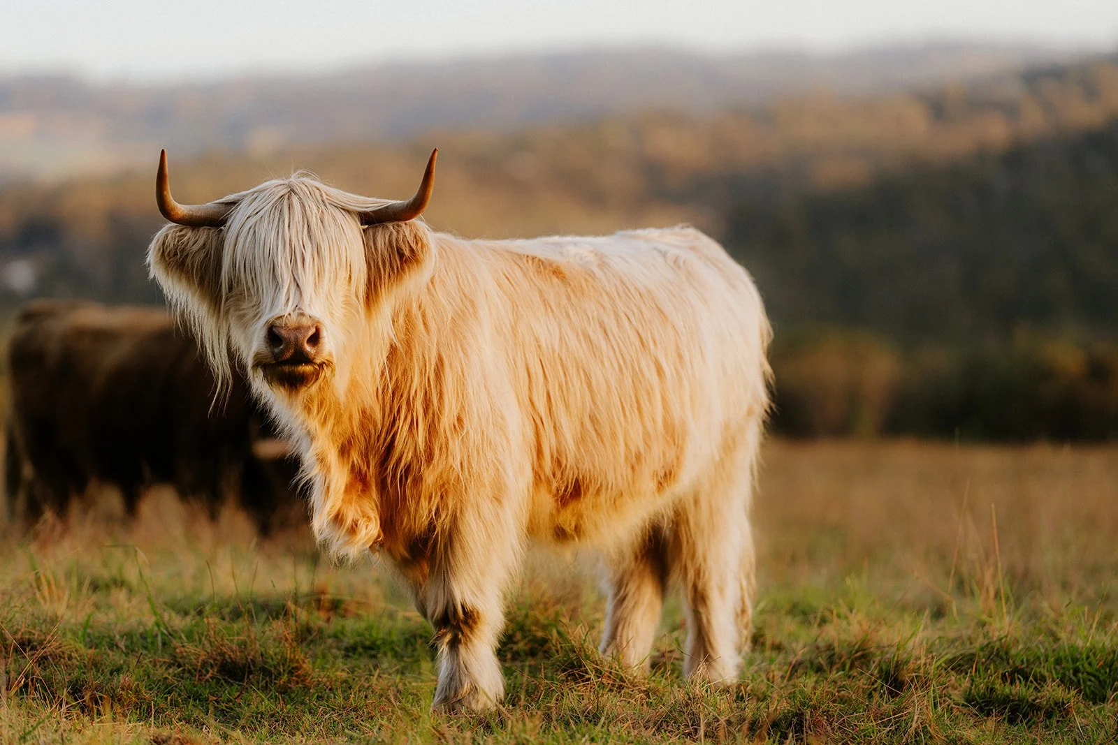 Highland Cow IV