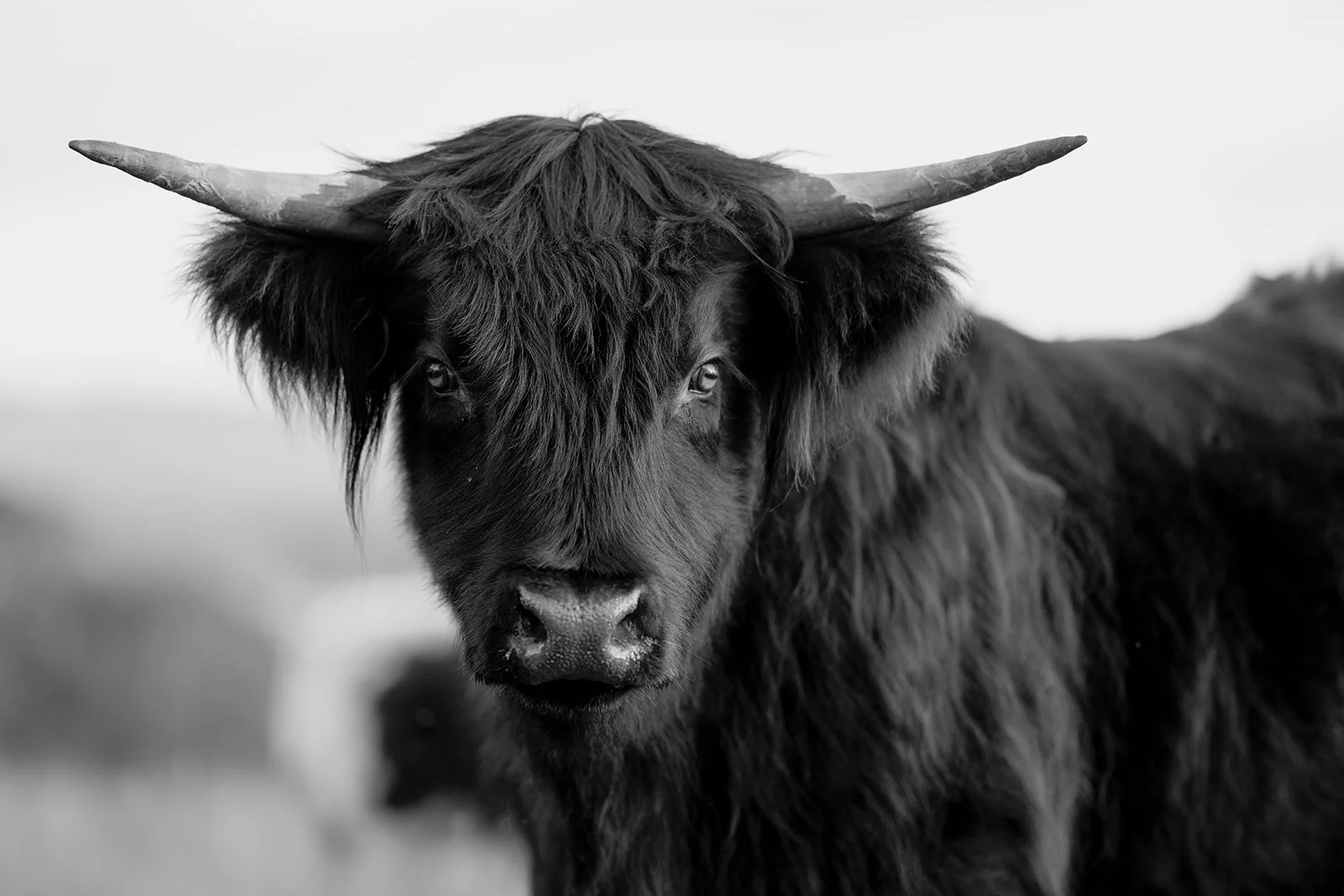 B&W Highland Cow