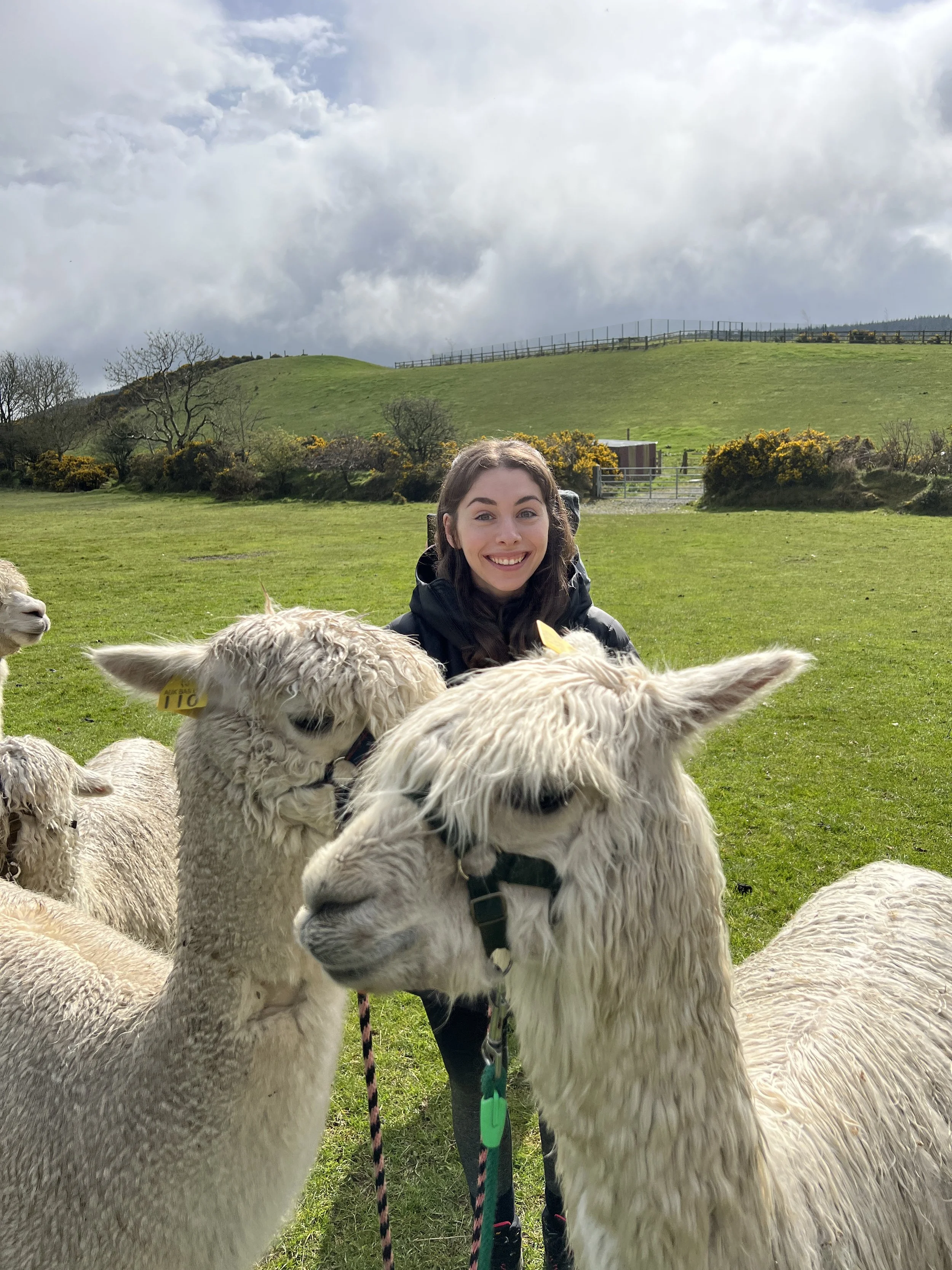 K2Alpacas- Alpaca Experience In Wicklow