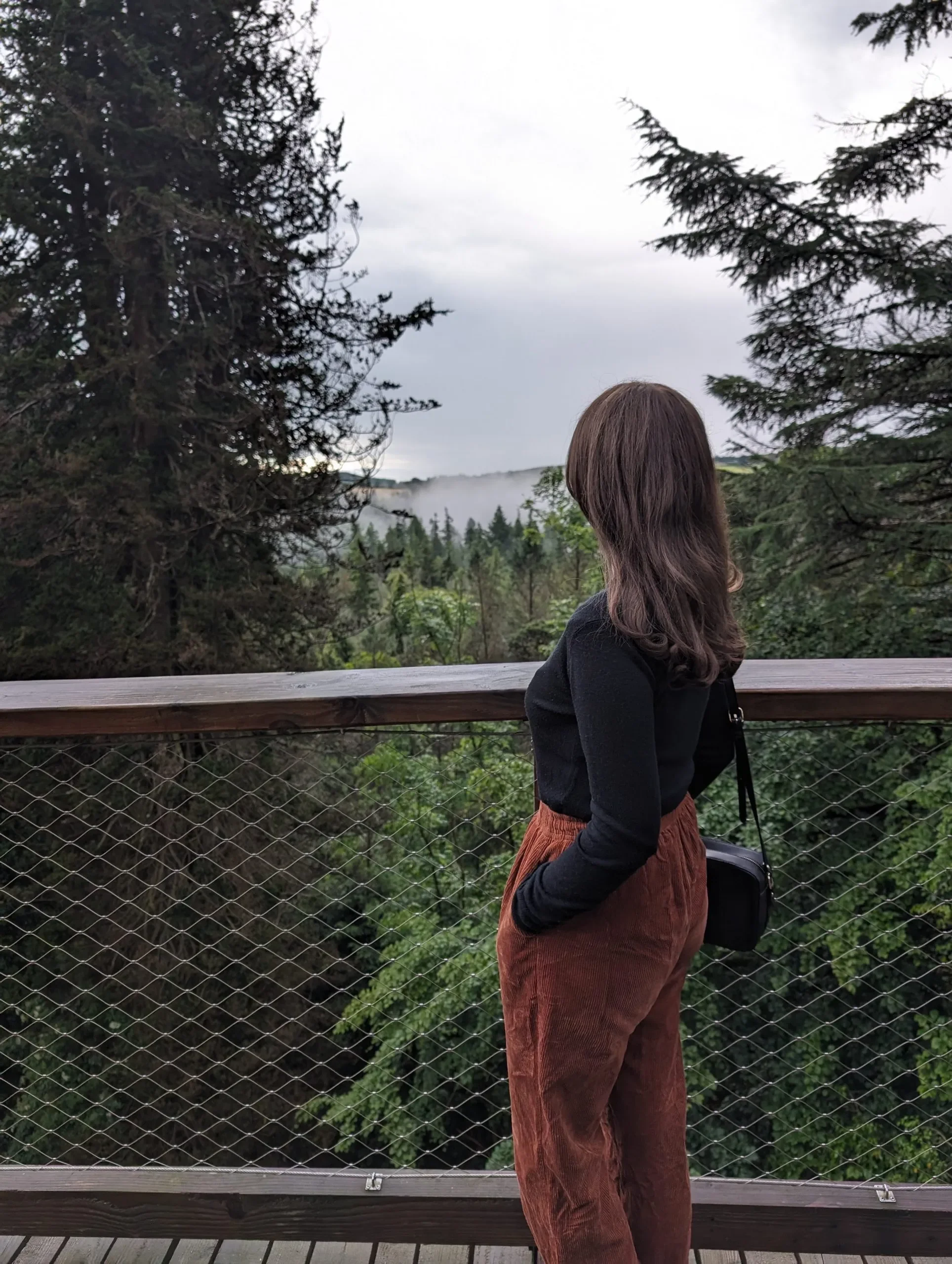 Walk Amongst The Trees in Wicklow: The Best Beyond The Trees Avondale Experience