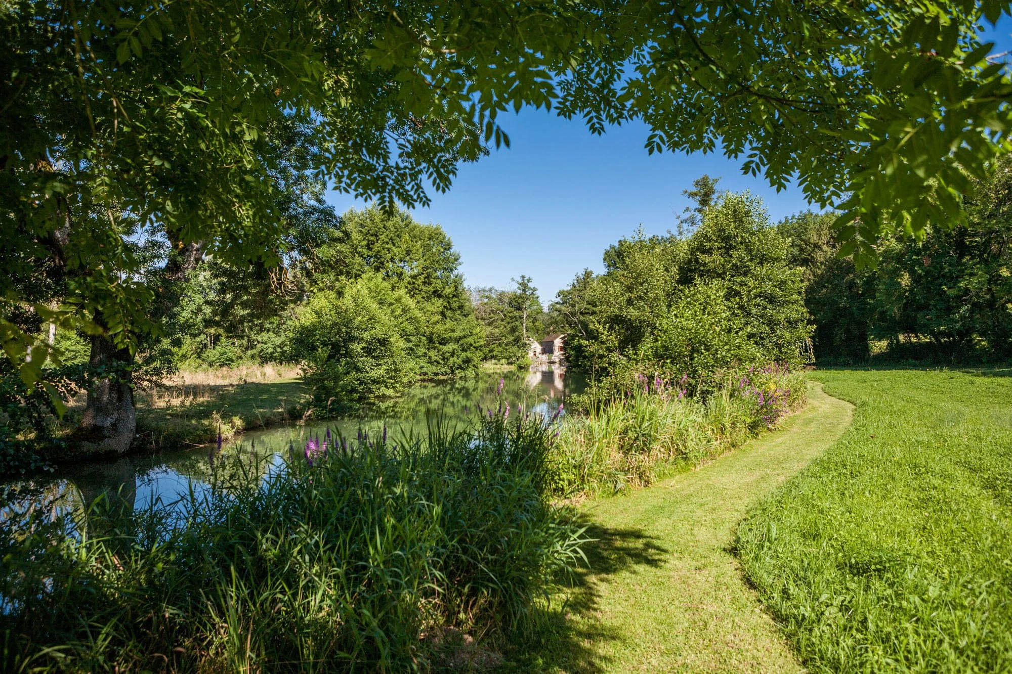 A mowed grass hiking path winding along a calm riverbank lined with purple wildflowers and green trees, with a cottage in the distance.