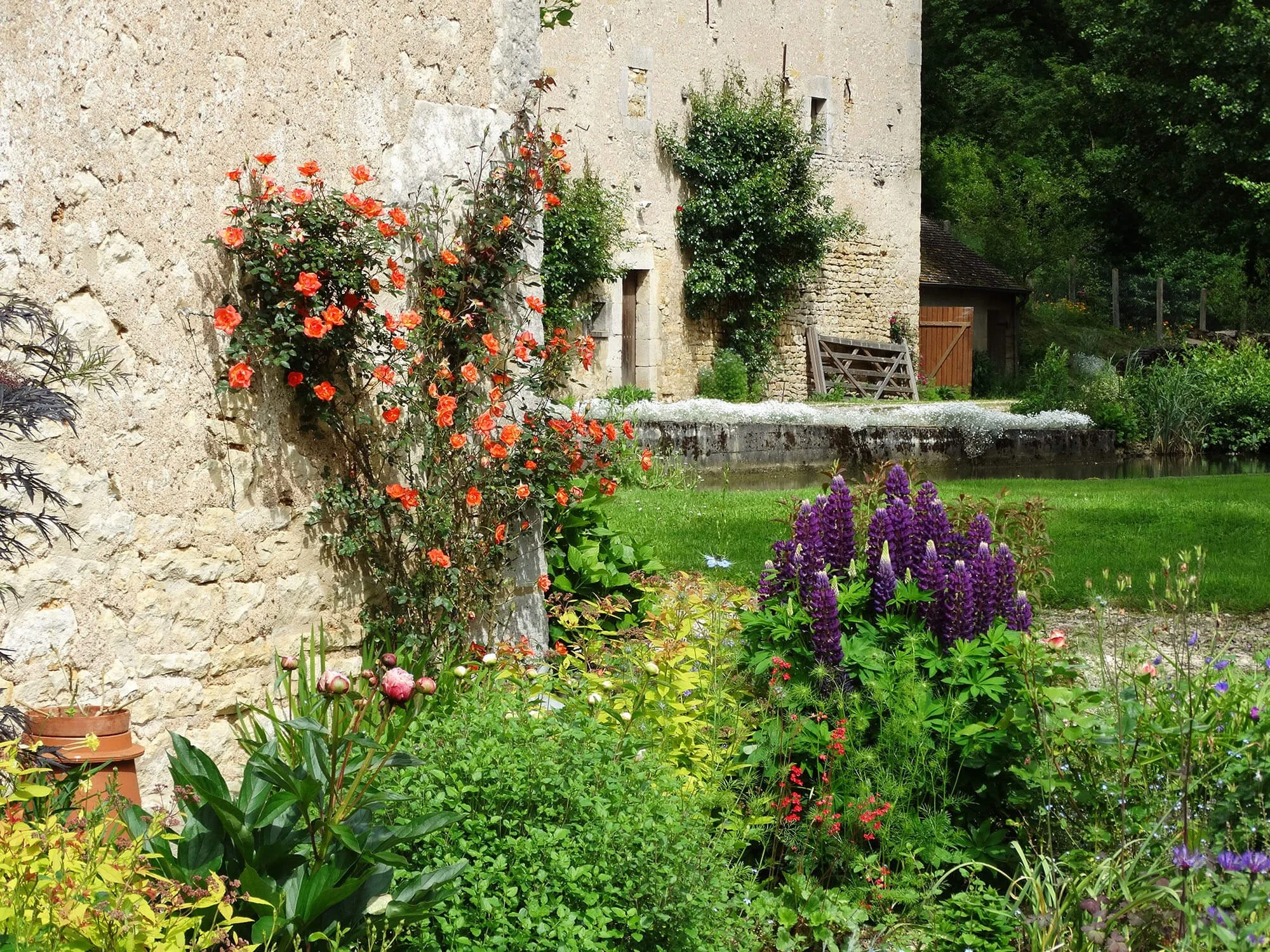 Vibrant orange climbing roses growing on a rustic stone wall next to a cluster of tall purple lupine flowers in a lush green garden.