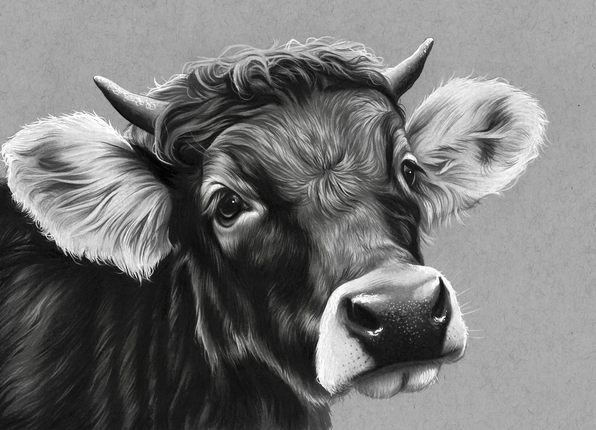 Schwarz-weiße Darstellung eines Bullen mit großen Ohrmuscheln, Hörnern und einer hohen Mähne, blickt direkt in die Kamera.