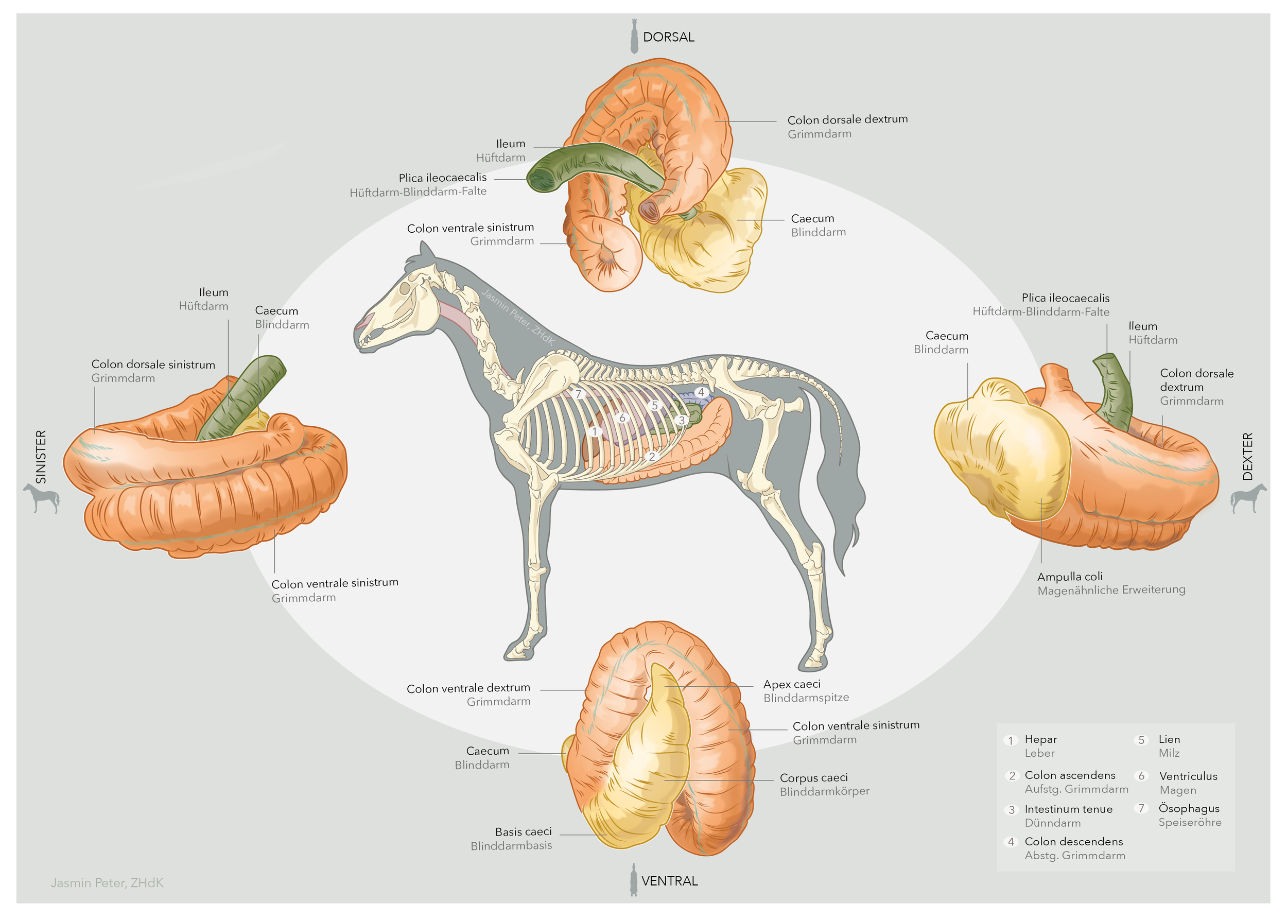 Final_Gedreht - Skelett.png