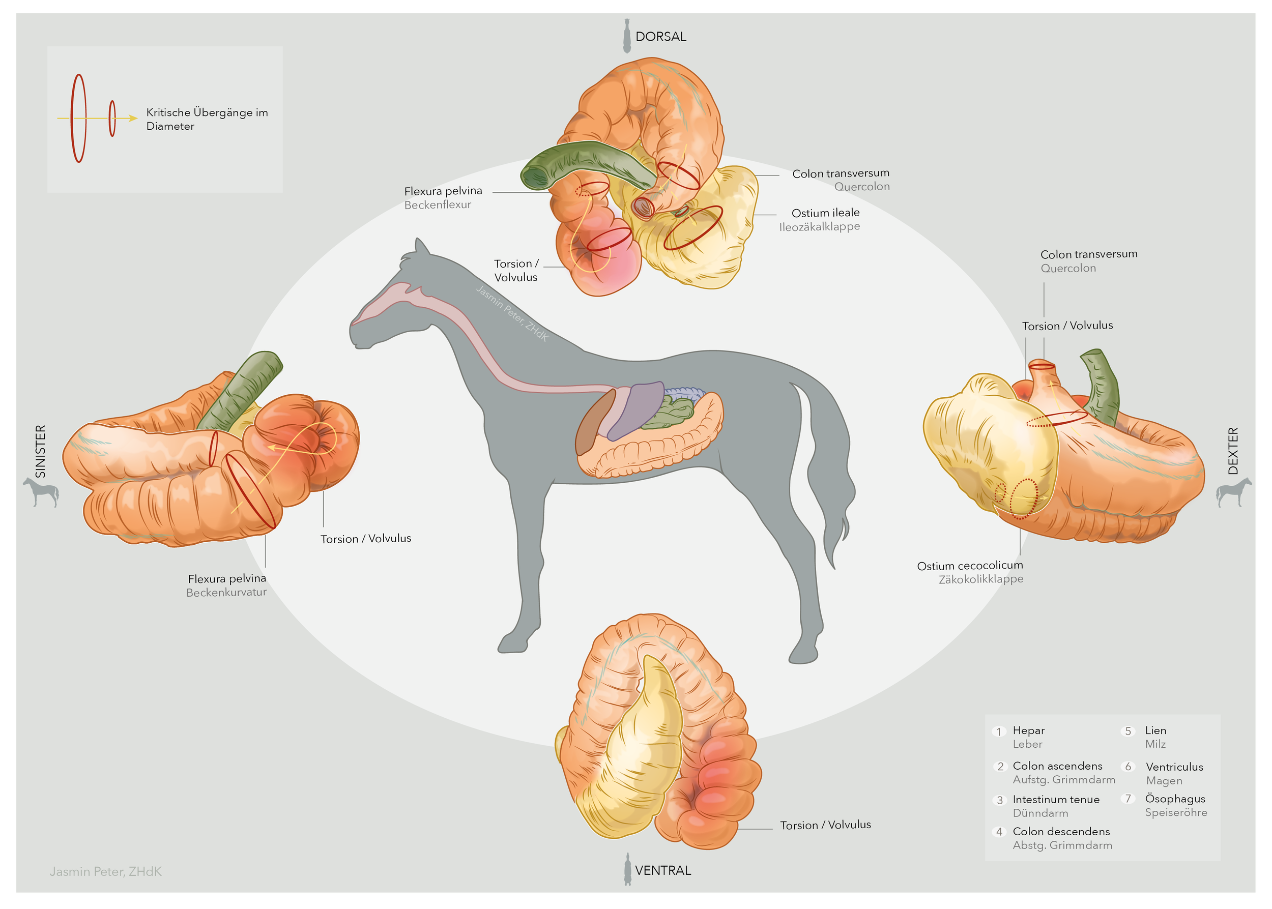 Final_Gedreht - Kolik2.png