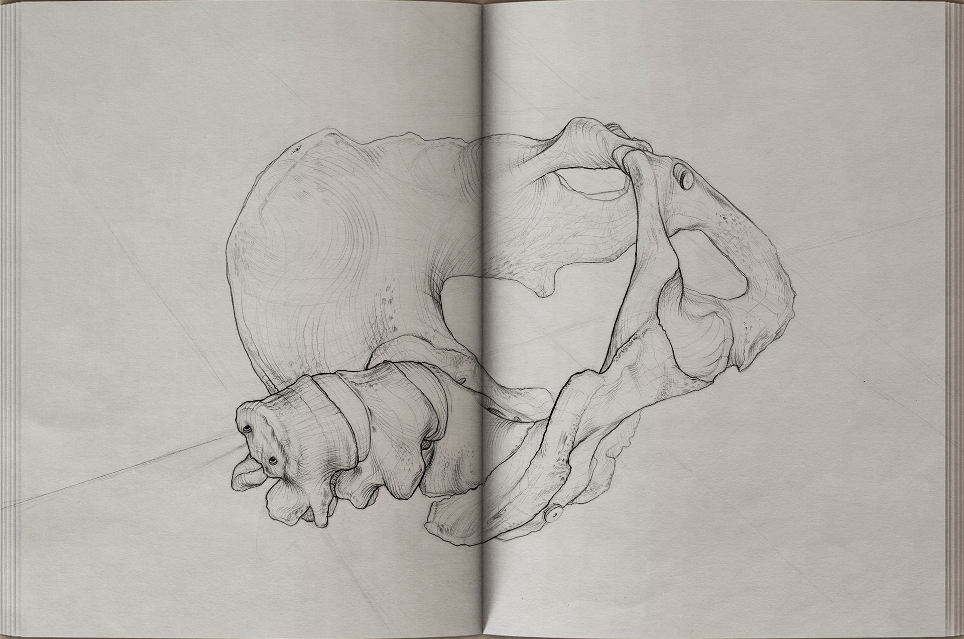 Skizze eines Tierknochens in einem offenen Notizbuch.