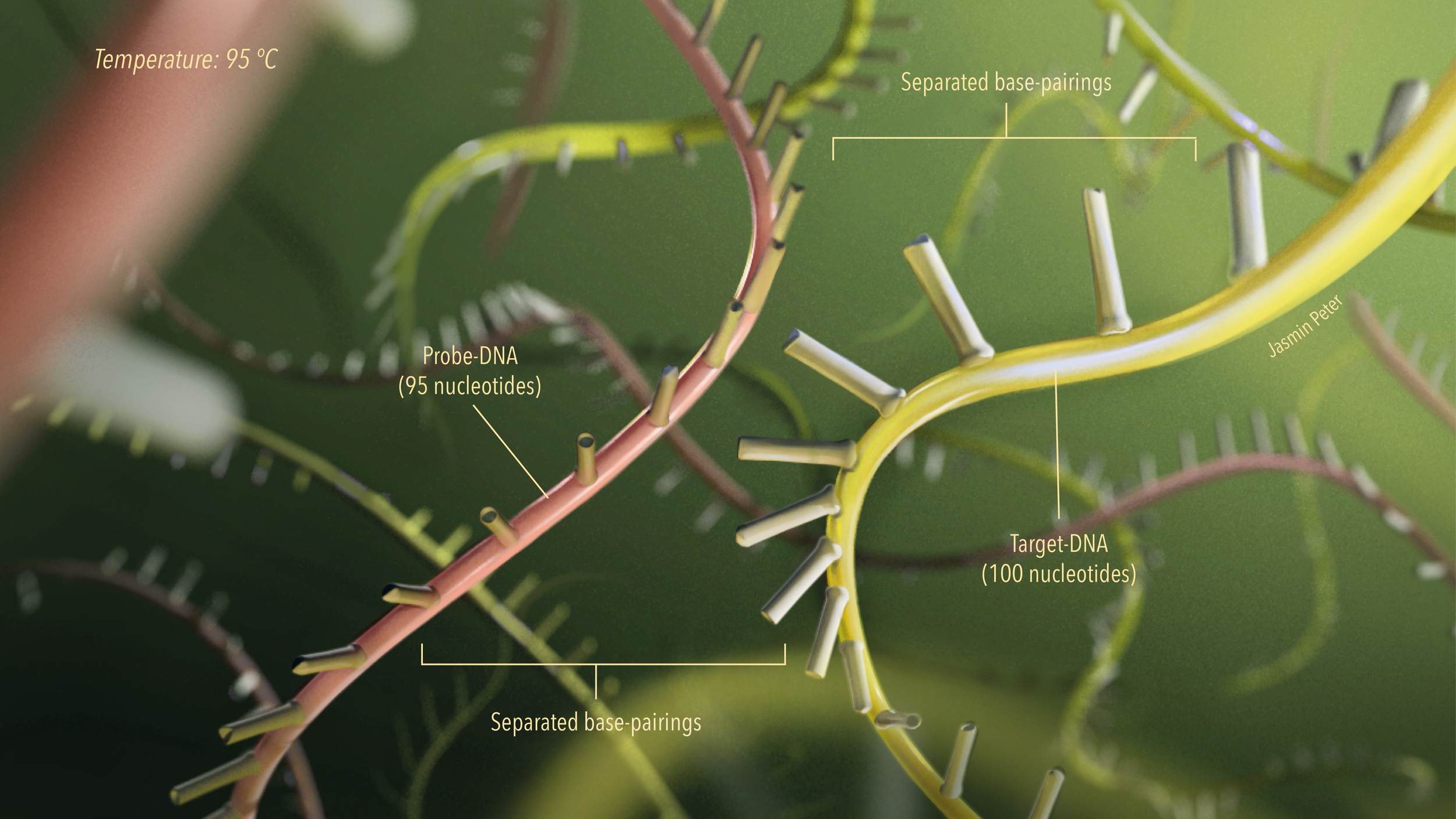 Das Bild zeigt eine makroaufnahme einer DNA-Doppelhelix, wobei die einzelnen Basenpaare getrennt dargestellt sind. Es sind Begriffe wie "Probe-DNA (95 Nukleotide)", "Target-DNA (100 Nukleotide)", sowie “Getrennte Basenpaarungen” und die Temperatur 95°C markiert. Die DNA-Helixe sind in verschiedenen Farben, hauptsächlich pink und gelb, sichtbar mit den jeweiligen Bezeichnungen für die DNA-Abschnitte und ihre Basenpaarungen.