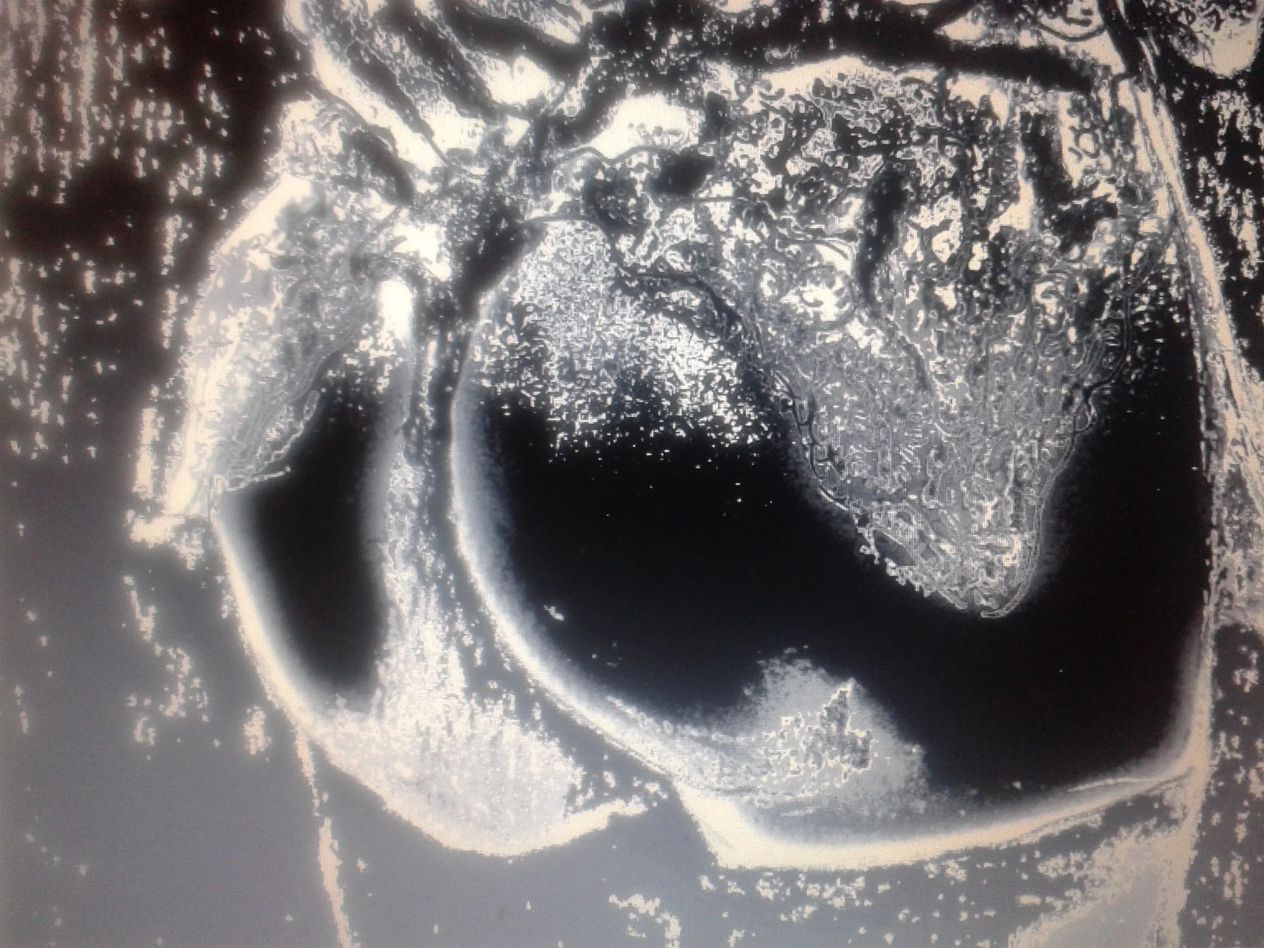 Black and white satellite view of a coastline with a landmass and surrounding water.