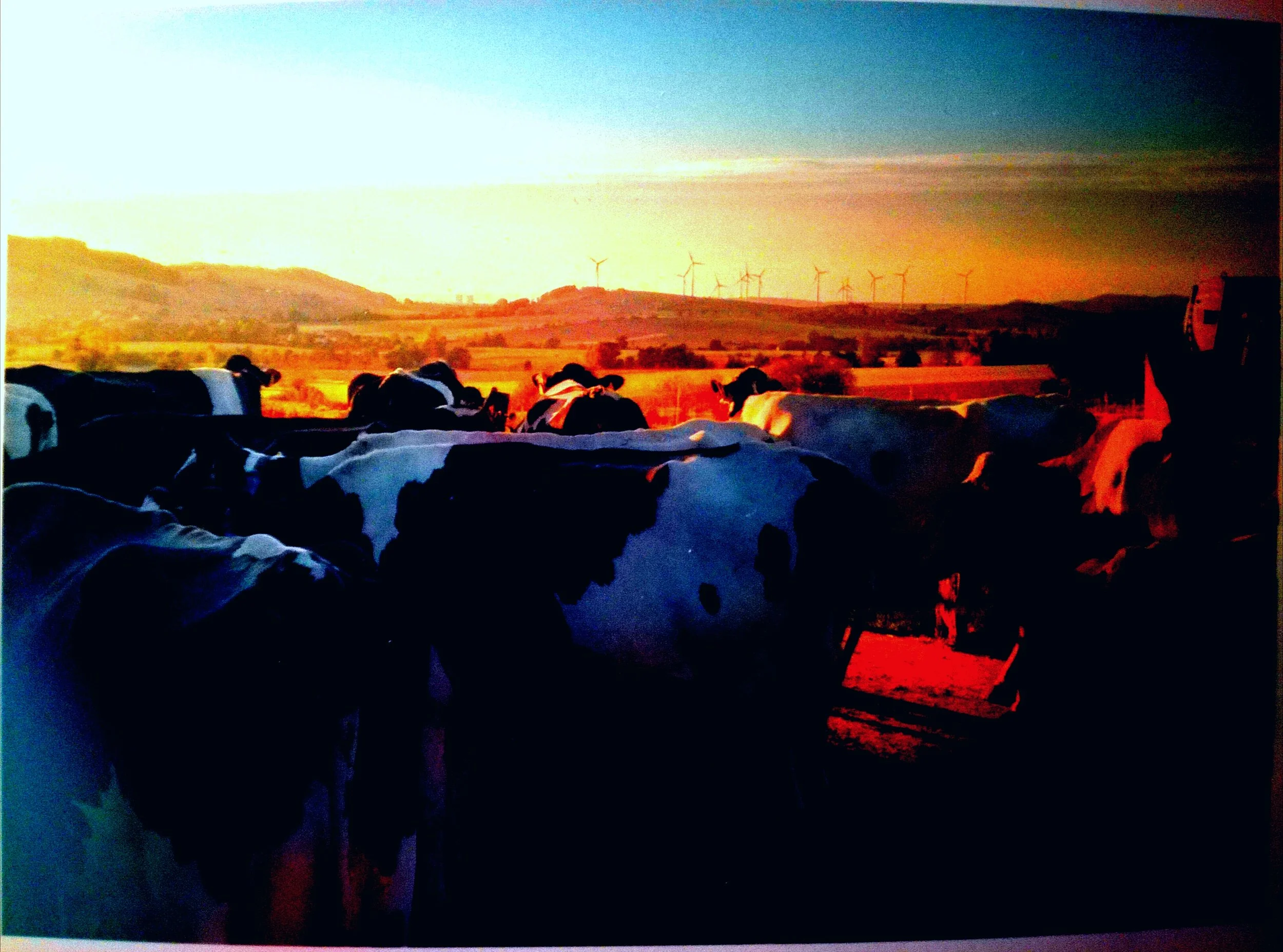 Black and white cows grazing on a grassy field at sunset with wind turbines in the background and a colorful sky.