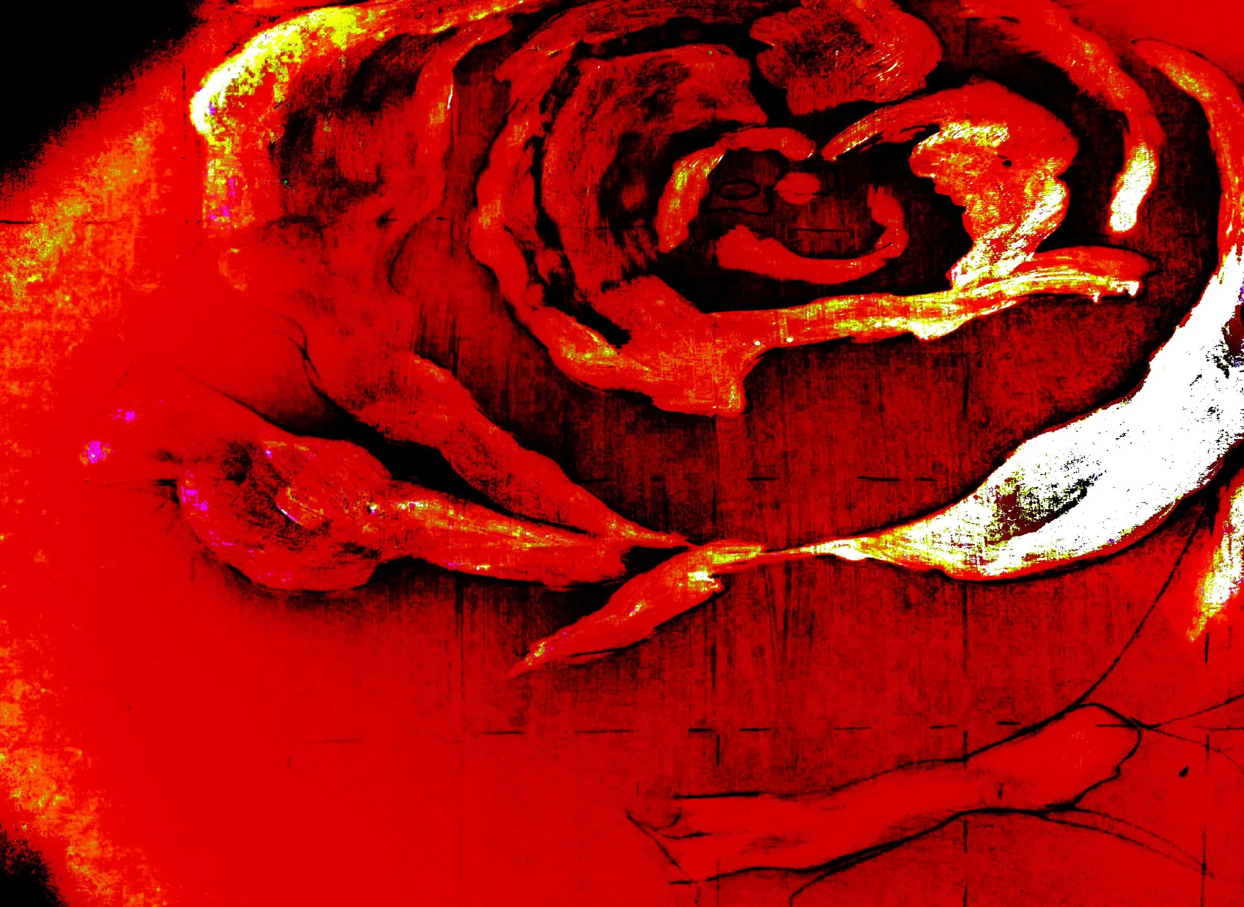 A close-up image of a red and yellow rose, with detailed petals and a black background.