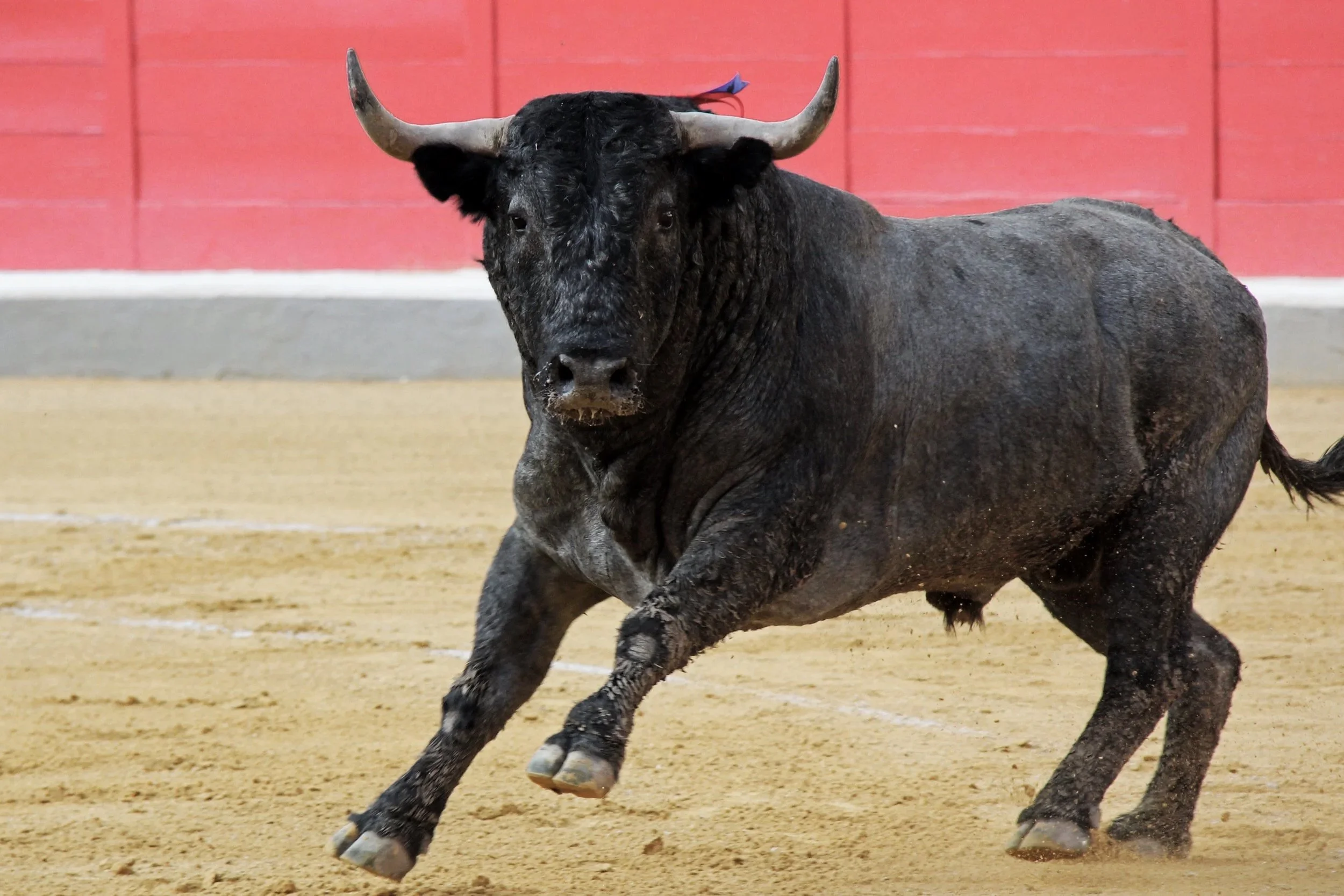 A black bull running on a dirt arena with a red wall in the background.