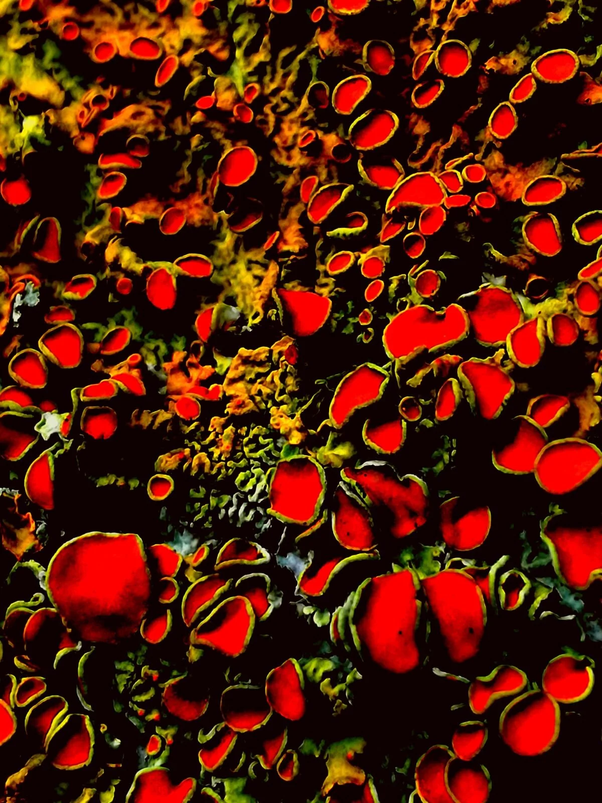 Cluster of bright red and yellow-orange fungi or lichen on a dark surface.